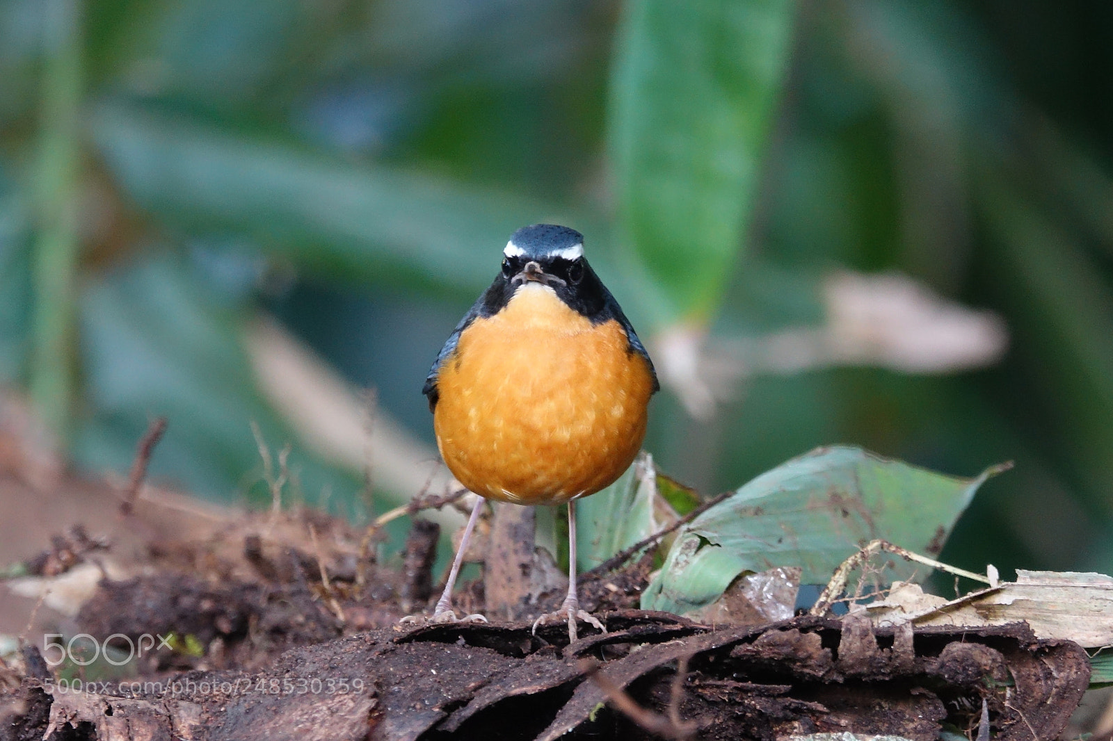 Sony Cyber-shot DSC-RX10 III sample photo. Indian blue robin photography