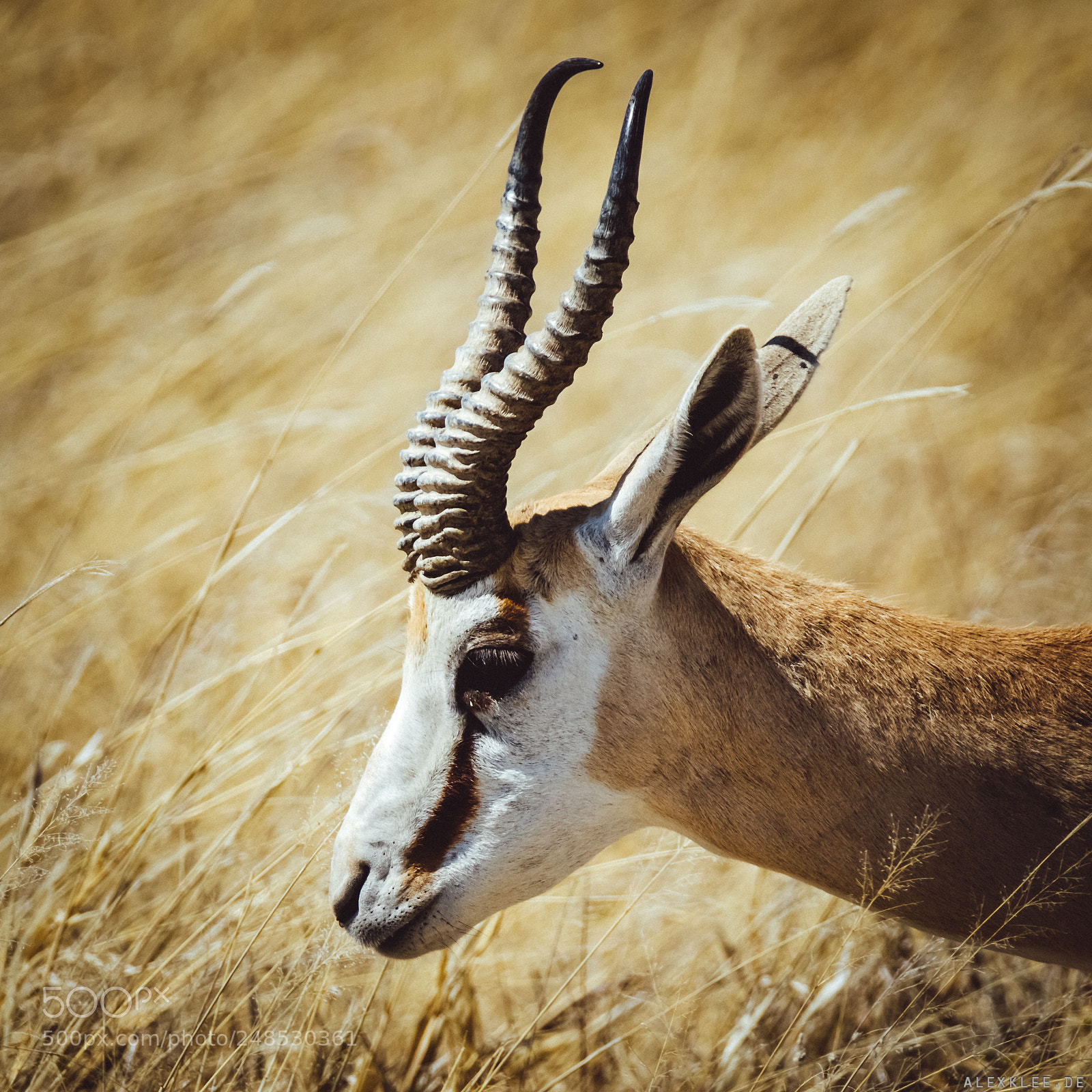 Canon EOS 7D Mark II sample photo. Close-up of the springbok photography