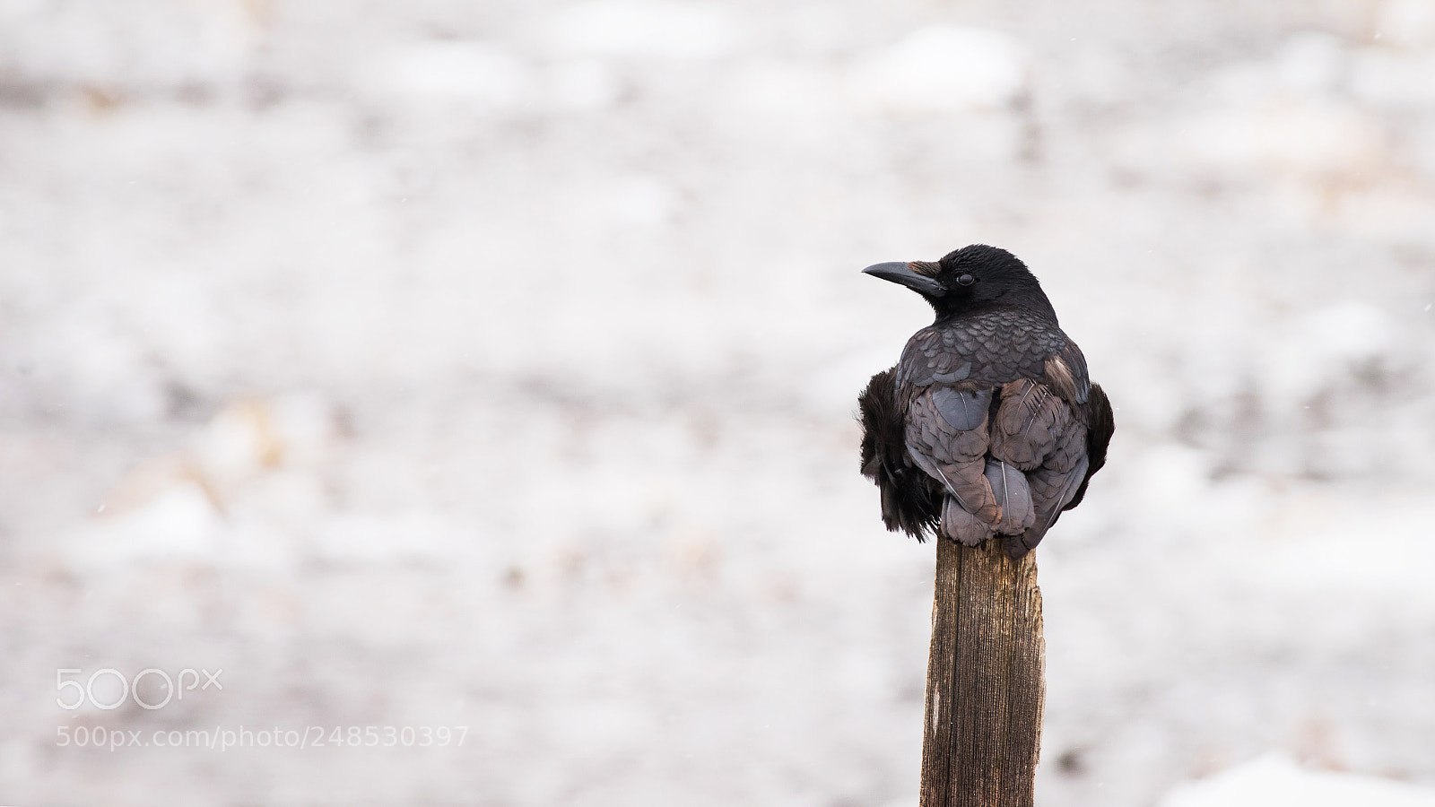 Sony a7R III sample photo. Untitled photography