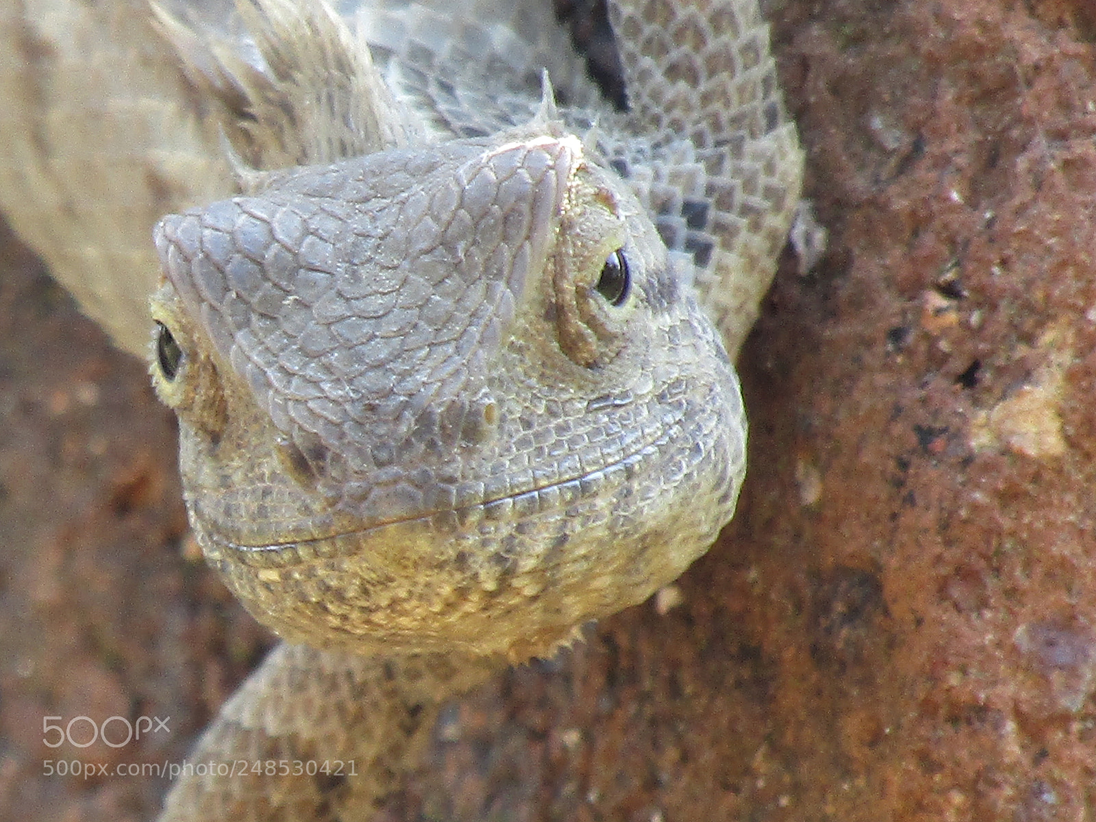 Canon POWERSHOT SX430 IS sample photo. Img photography