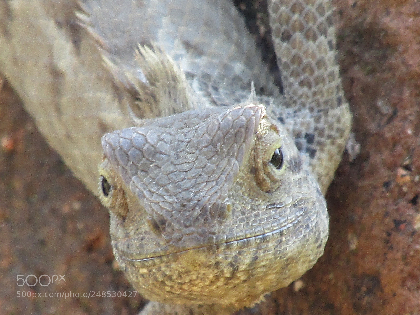 Canon POWERSHOT SX430 IS sample photo. Img photography