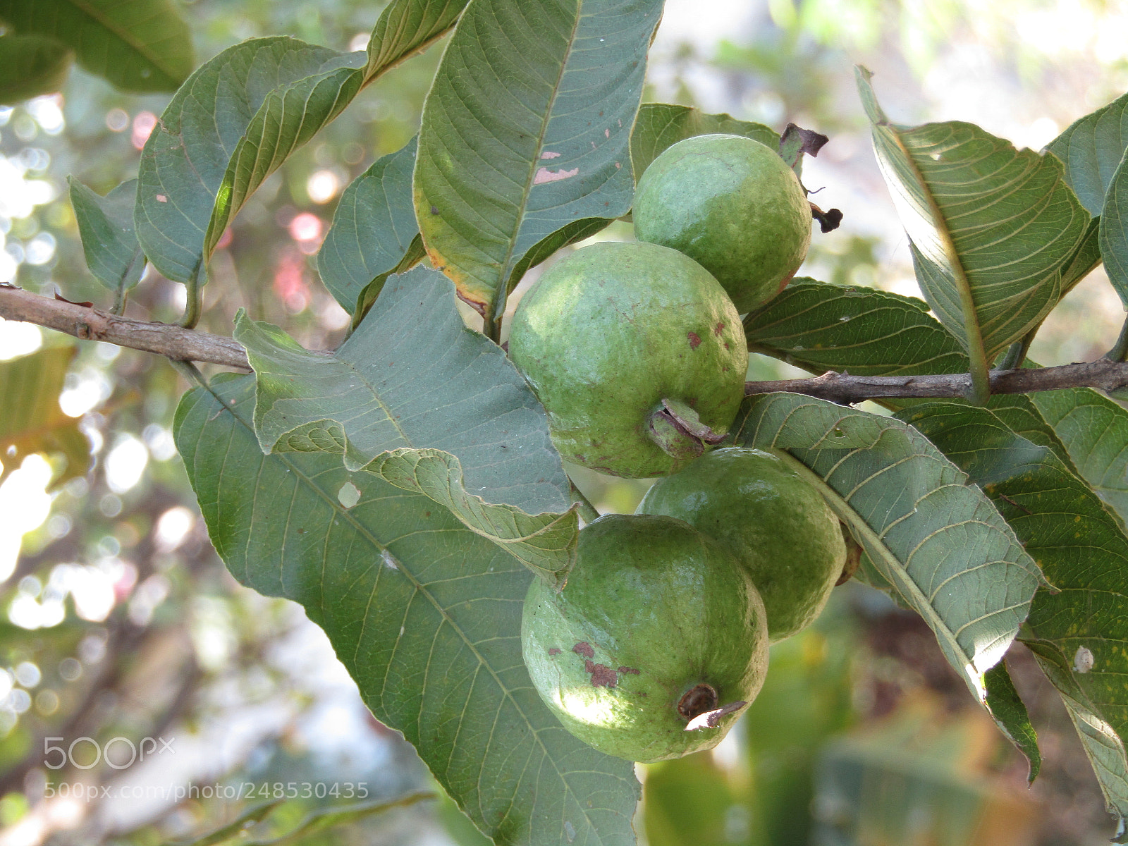 Canon POWERSHOT SX430 IS sample photo. Img photography