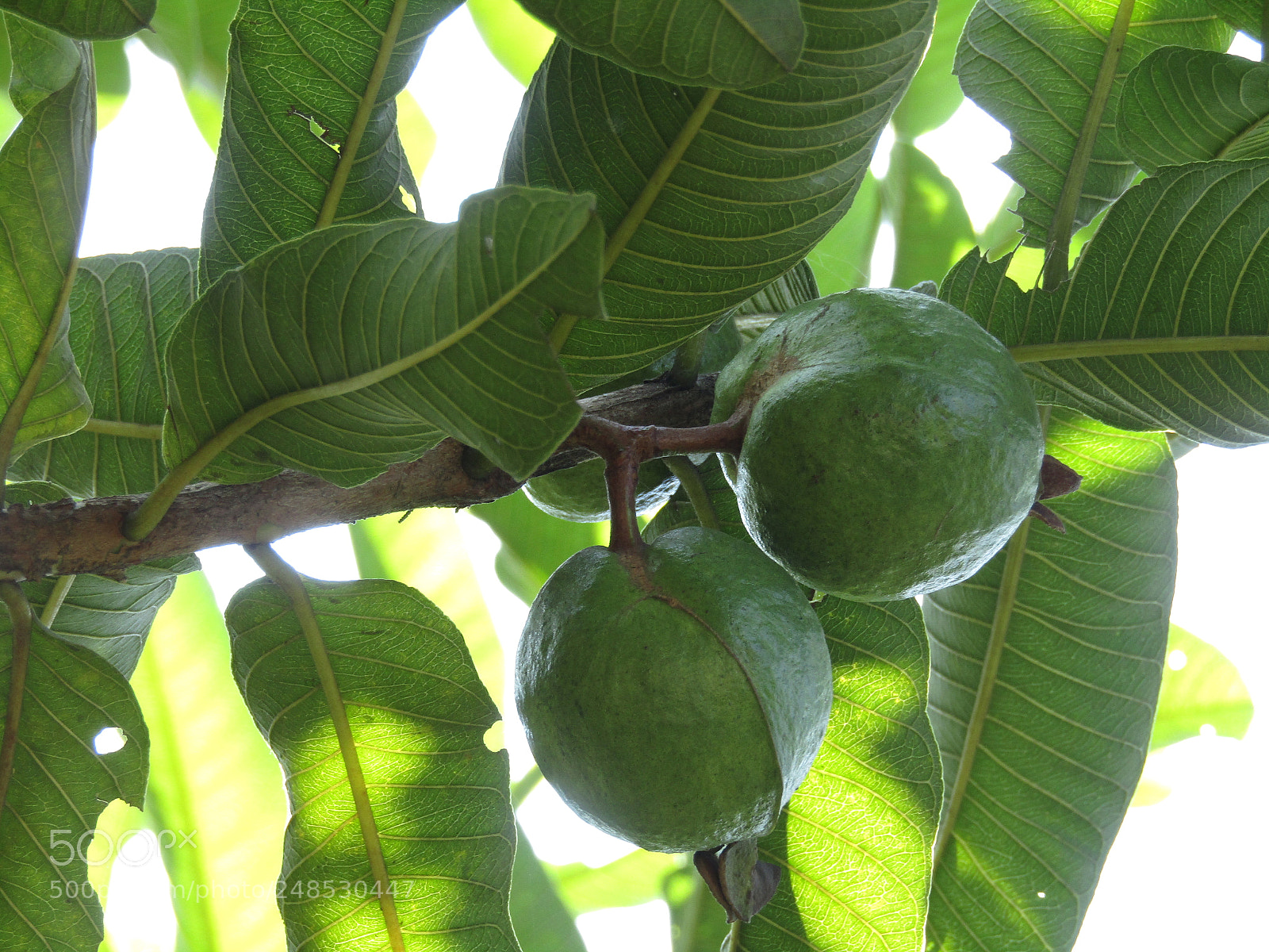 Canon POWERSHOT SX430 IS sample photo. Img photography