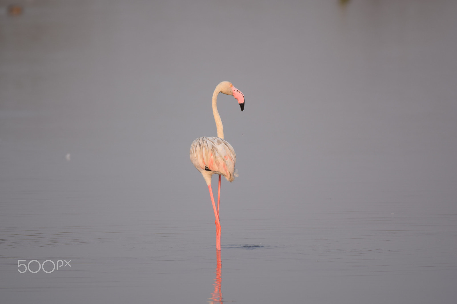 Nikon D5300 + Nikon AF-S Nikkor 200-500mm F5.6E ED VR sample photo. Flamingo !! photography