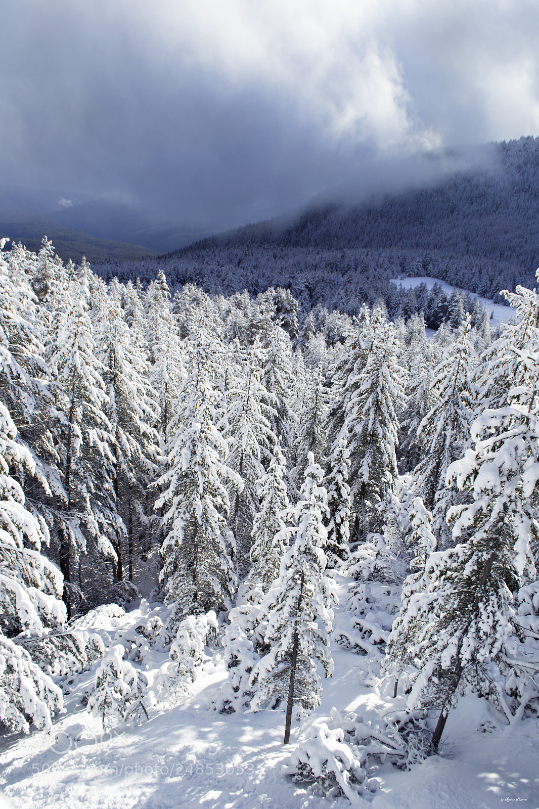 Nikon D3100 sample photo. White trees photography