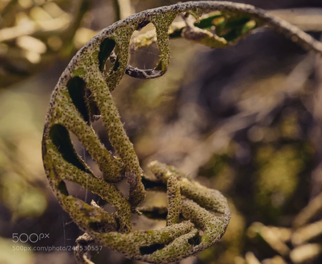 Sony a5100 sample photo. Mood photography