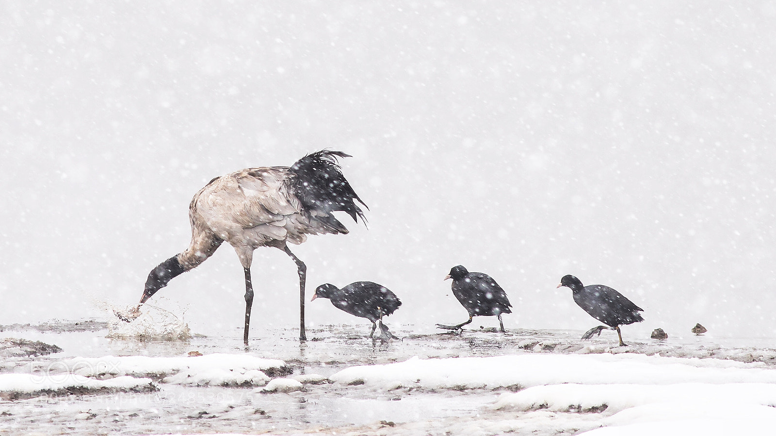 Sony a7R III sample photo. Untitled photography