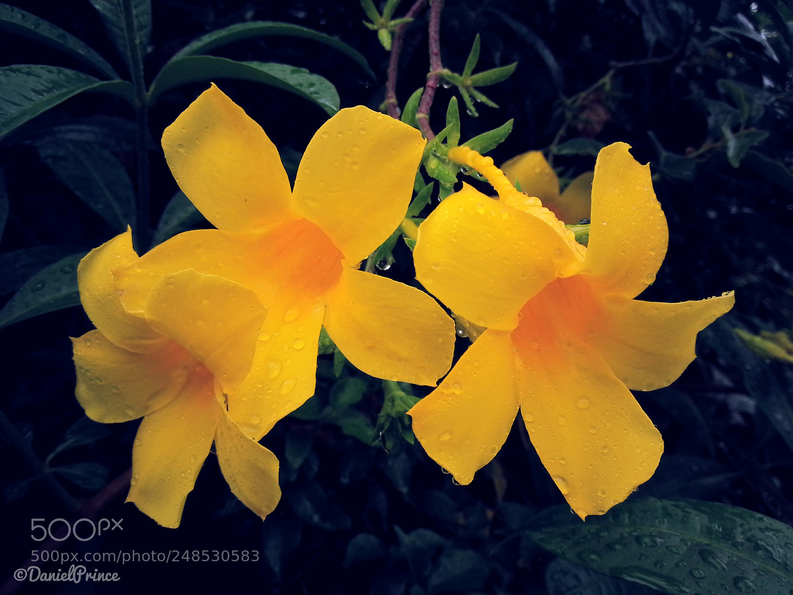 Samsung Galaxy Note2 sample photo. /_flowers_\ photography