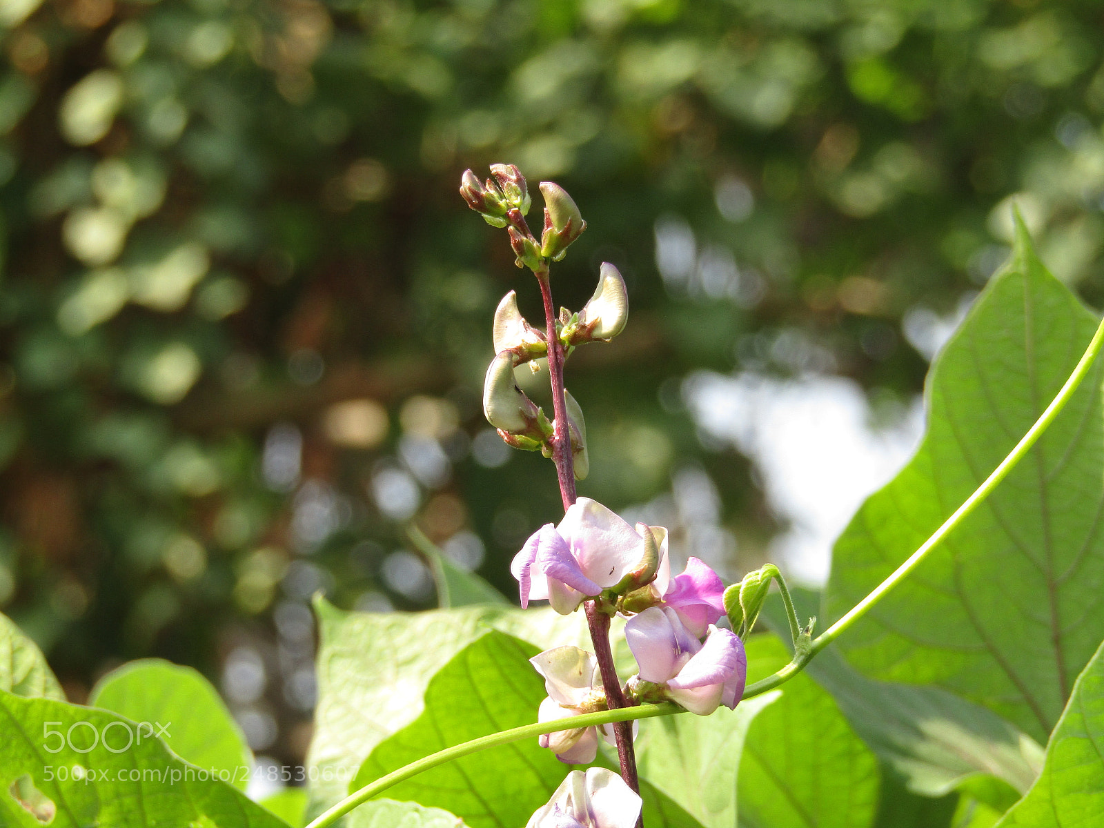 Canon POWERSHOT SX430 IS sample photo. Img photography