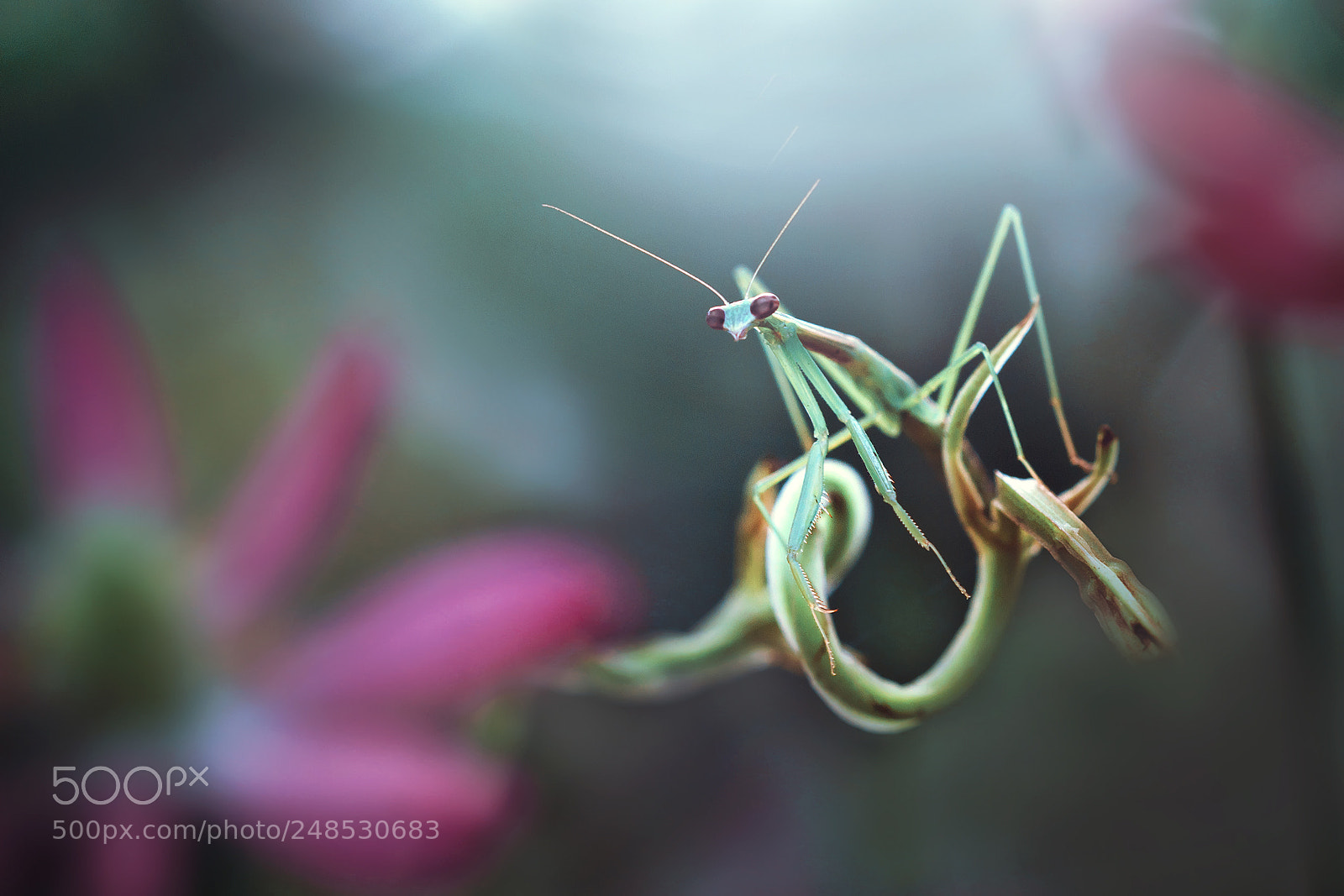 Canon EOS 7D sample photo. Mantis, flower photography