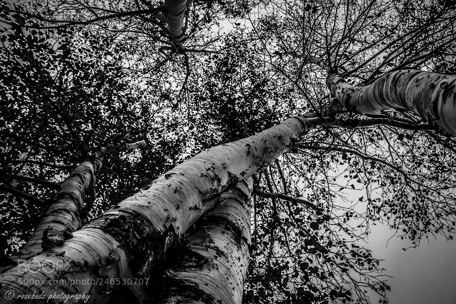 Nikon D7100 sample photo. Birches photography