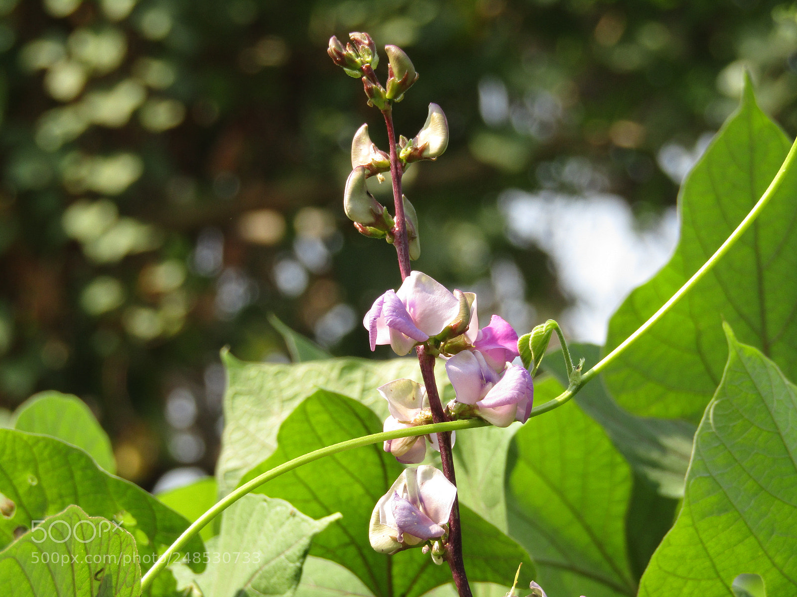 Canon POWERSHOT SX430 IS sample photo. Img photography
