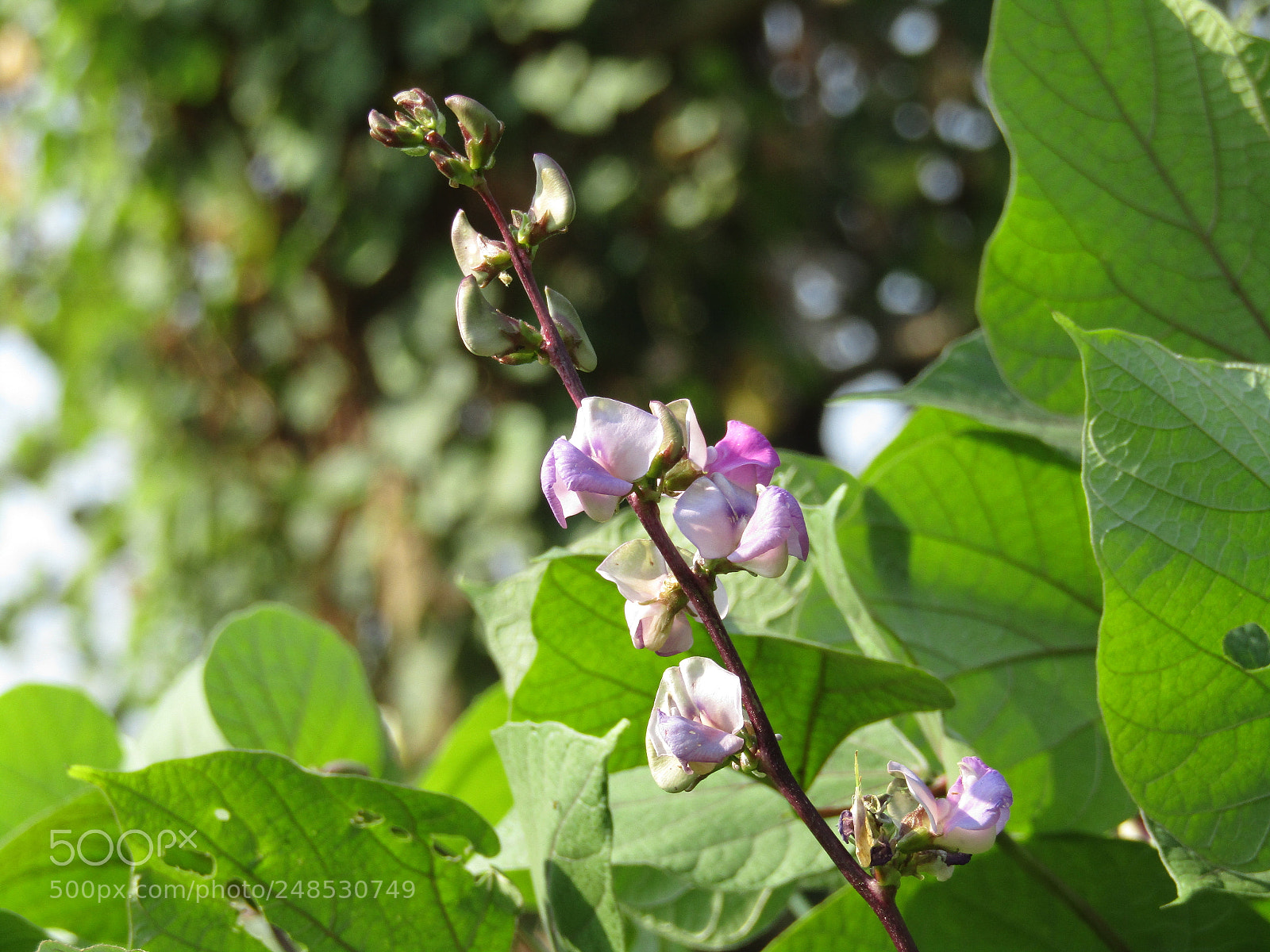 Canon POWERSHOT SX430 IS sample photo. Img photography