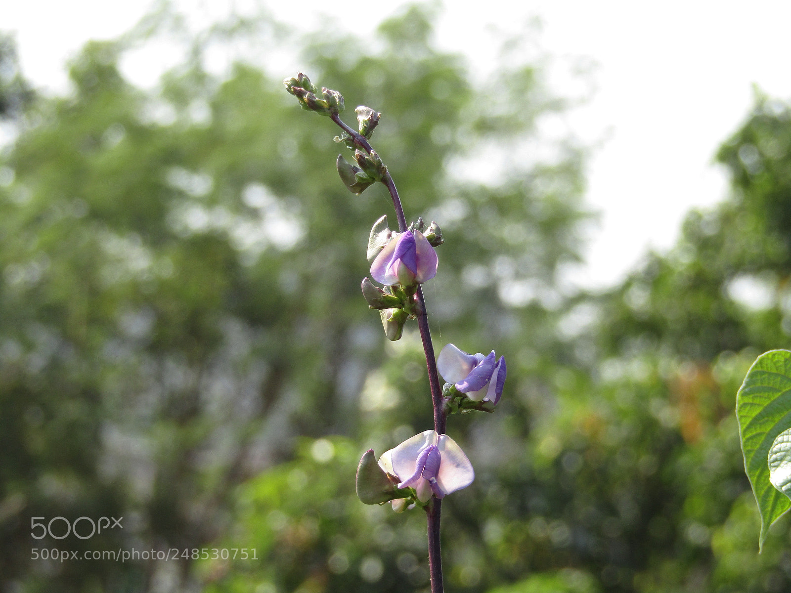 Canon POWERSHOT SX430 IS sample photo. Img photography