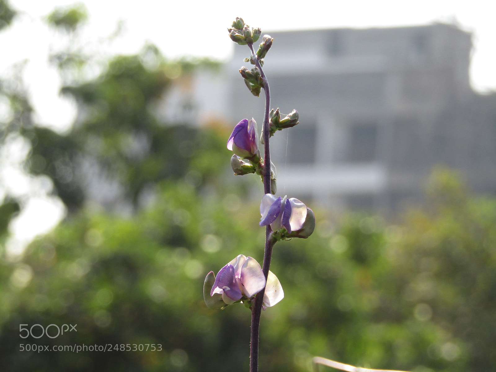 Canon POWERSHOT SX430 IS sample photo. Img photography