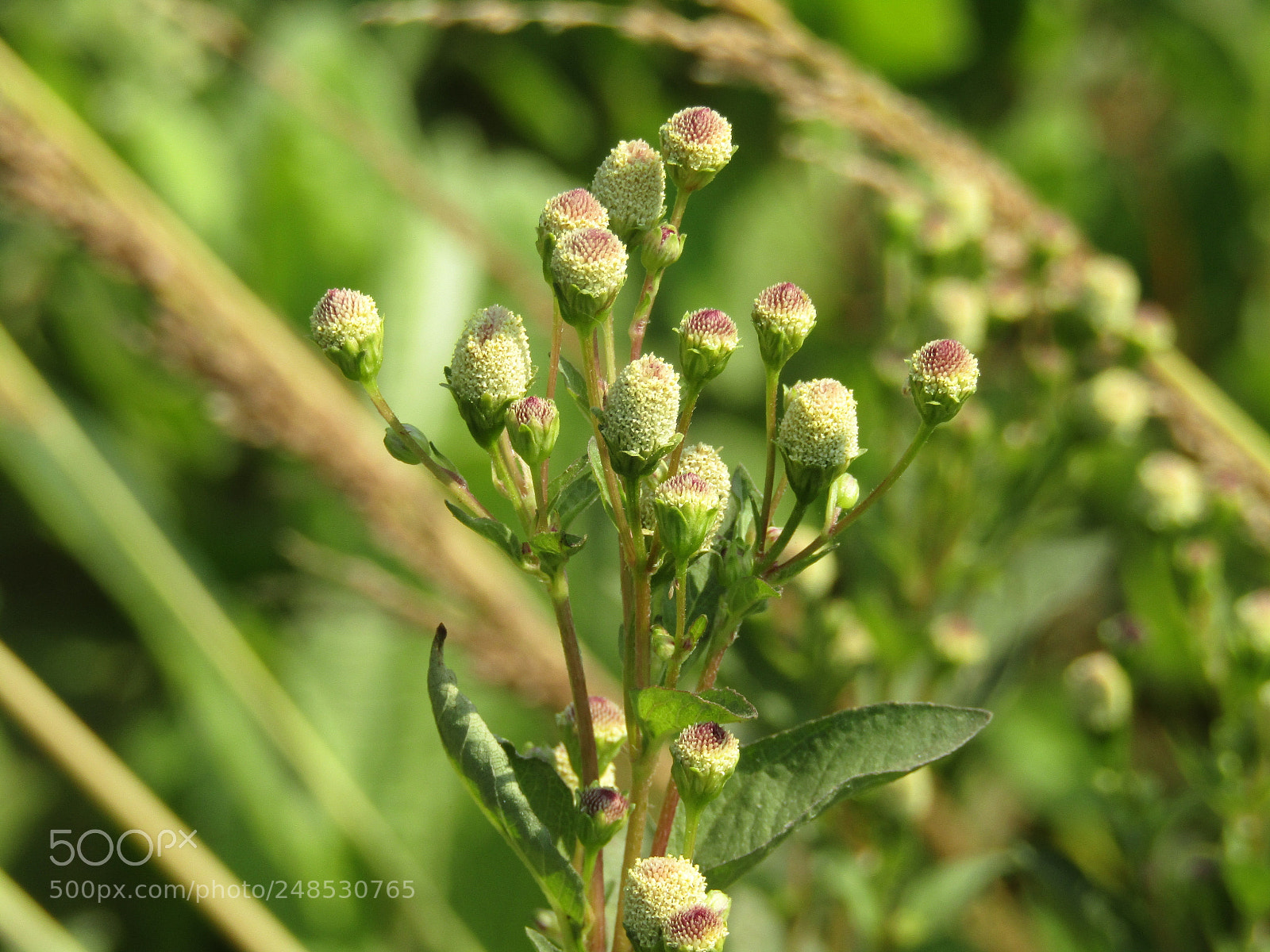 Canon POWERSHOT SX430 IS sample photo. Img photography