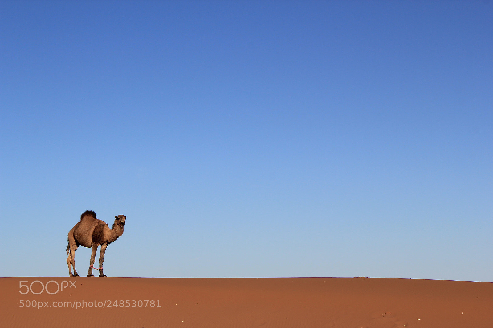 Canon EF-S 18-55mm F3.5-5.6 IS sample photo. A camel and a photography