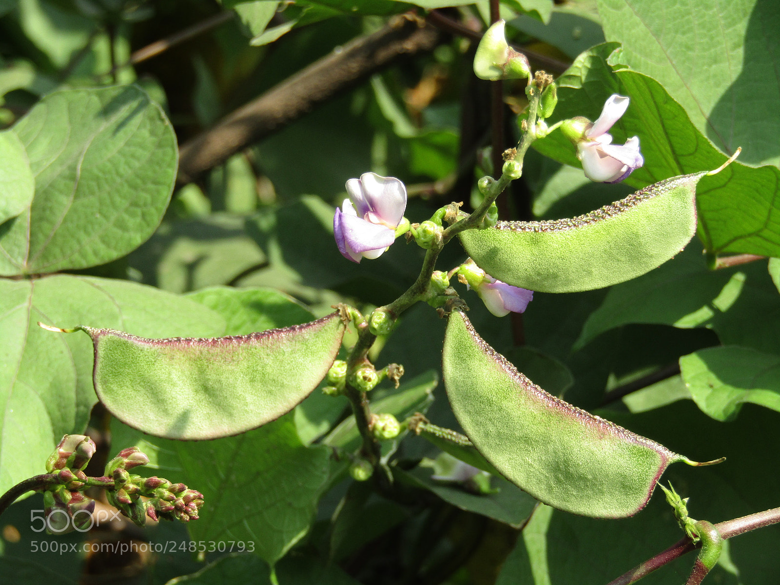 Canon POWERSHOT SX430 IS sample photo. Img photography
