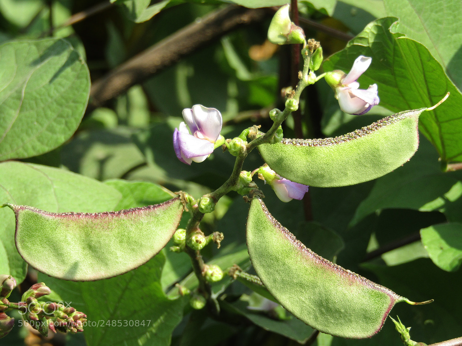 Canon POWERSHOT SX430 IS sample photo. Img photography