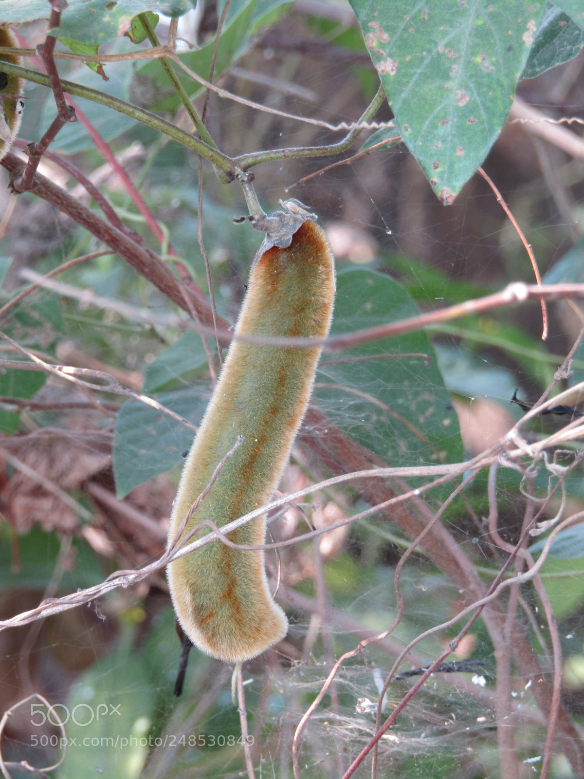 Canon POWERSHOT SX430 IS sample photo. Img photography
