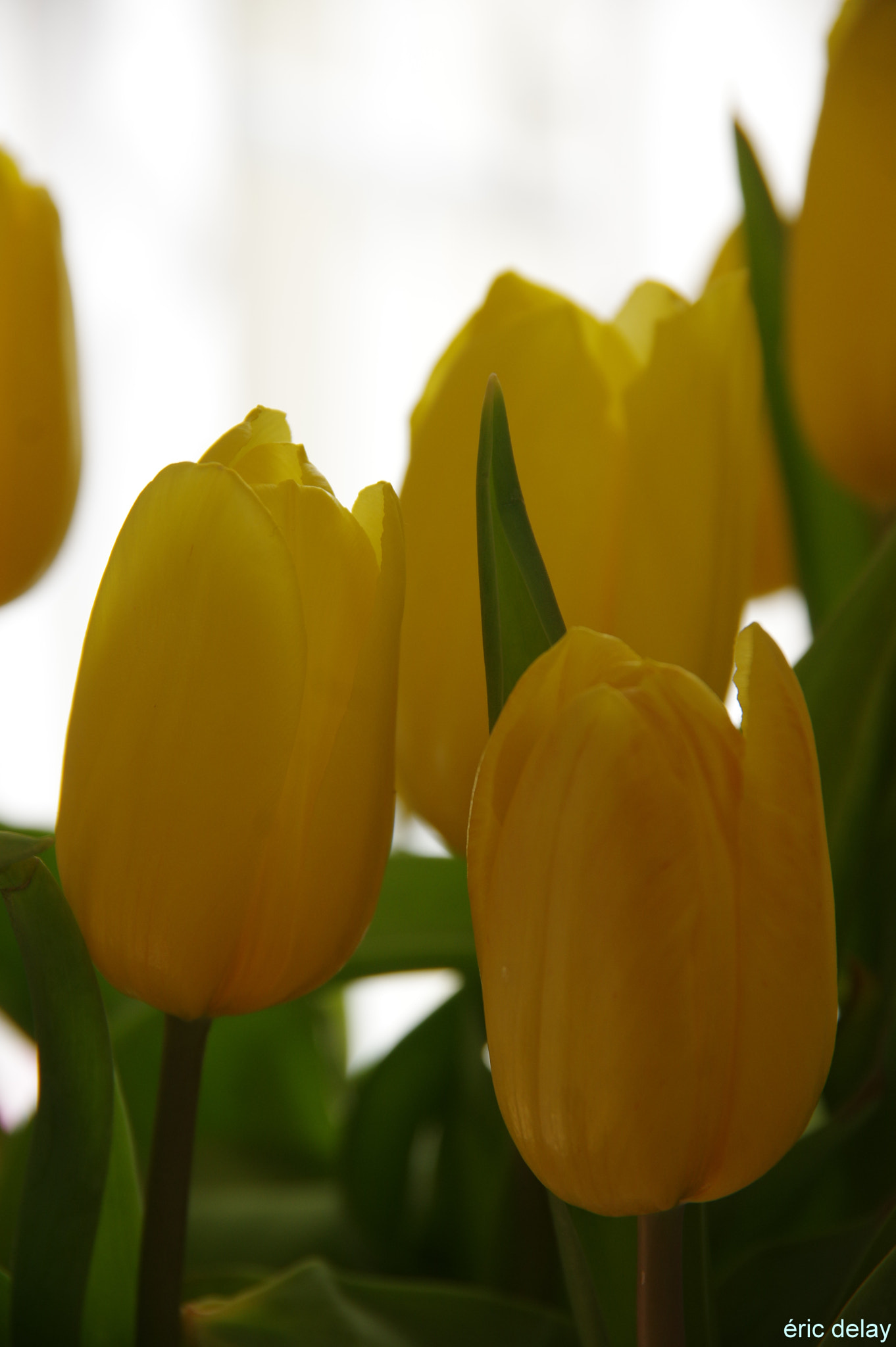 Pentax K-3 sample photo. Tulipe photography