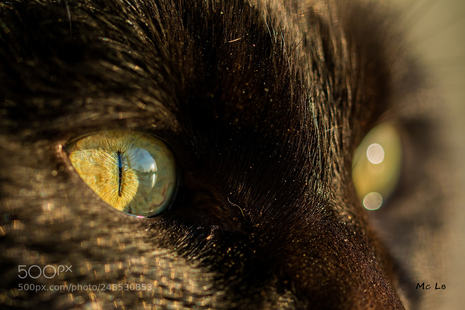 Nikon D7100 sample photo. Yellow eyes photography