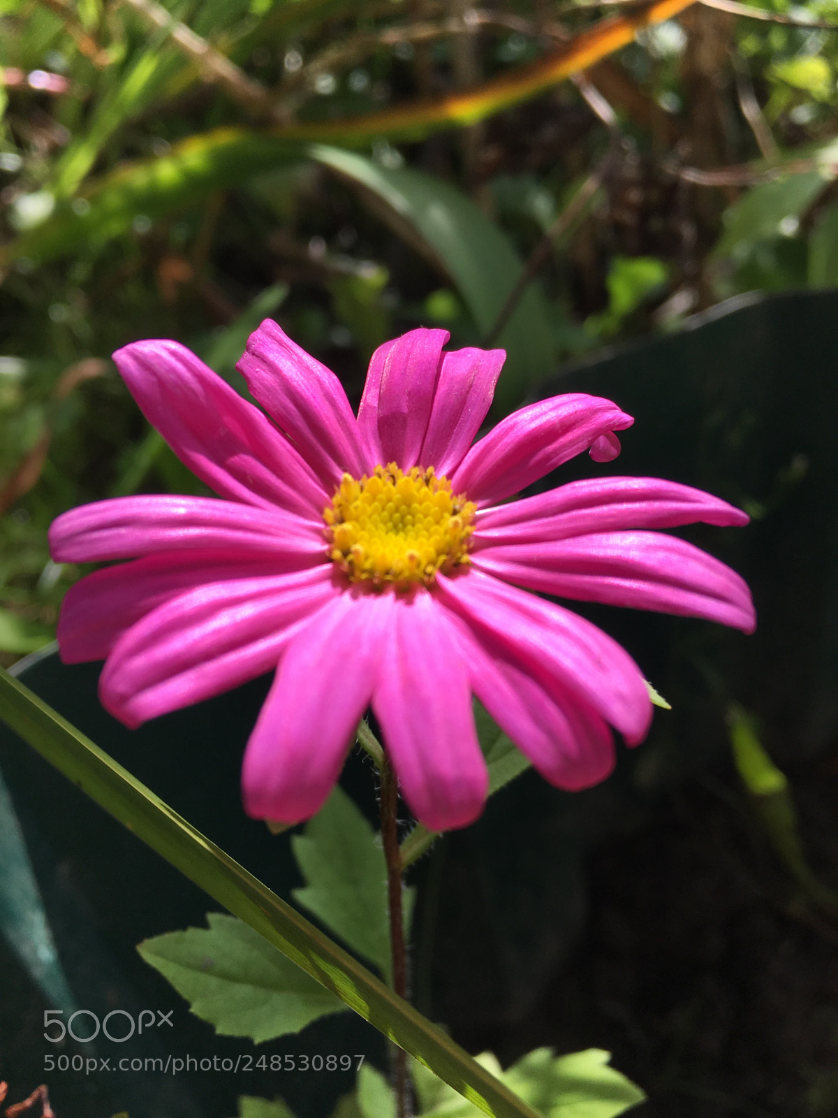 Apple iPhone 6s sample photo. Flowers photography
