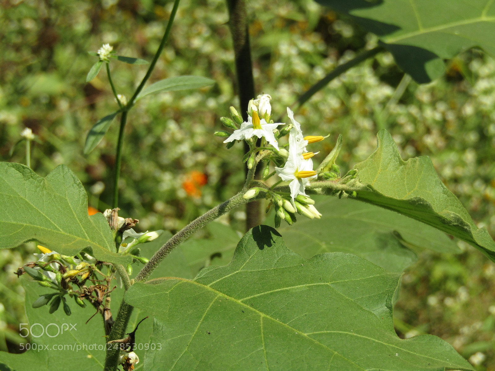 Canon POWERSHOT SX430 IS sample photo. Img photography