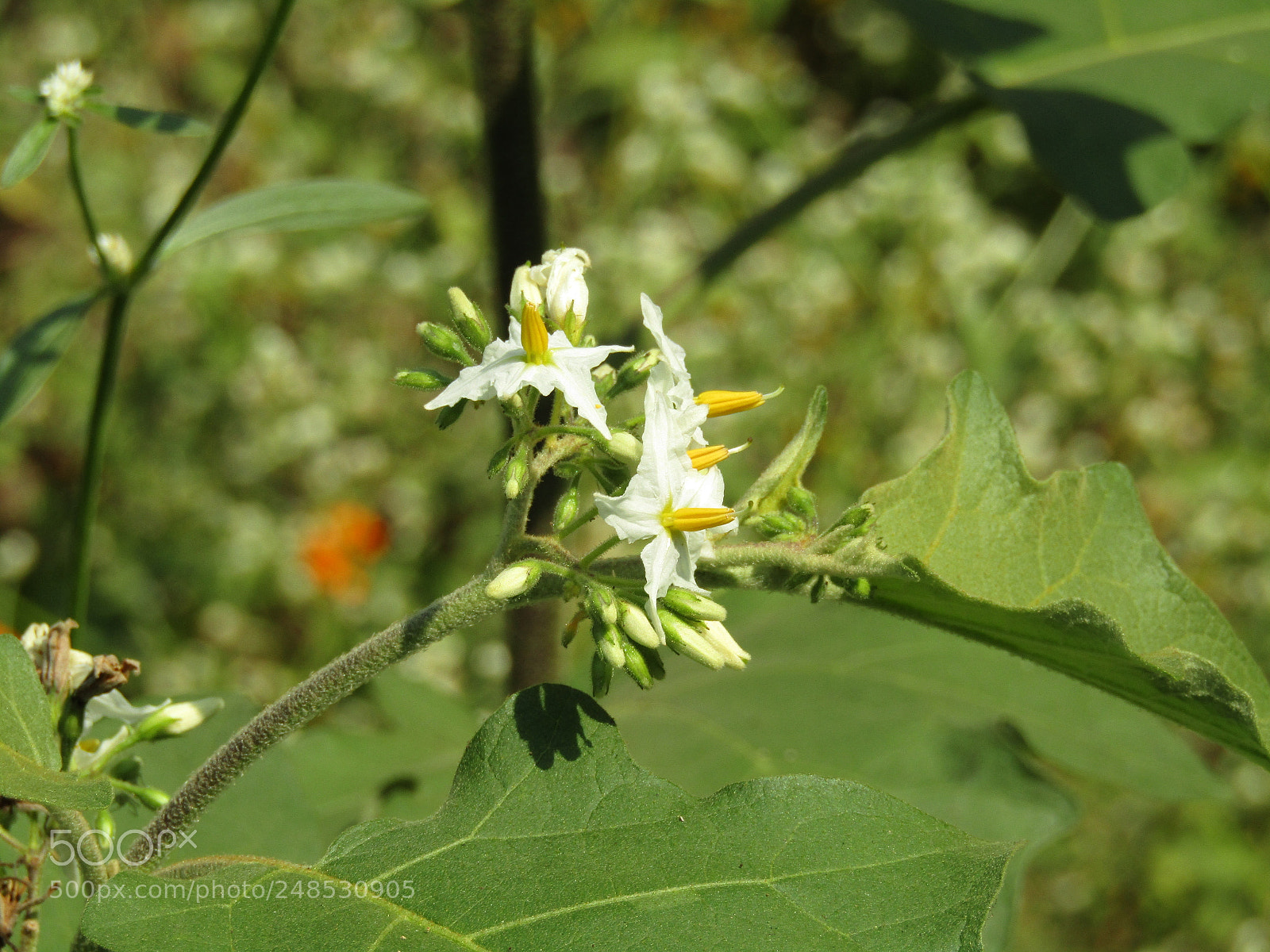 Canon POWERSHOT SX430 IS sample photo. Img photography