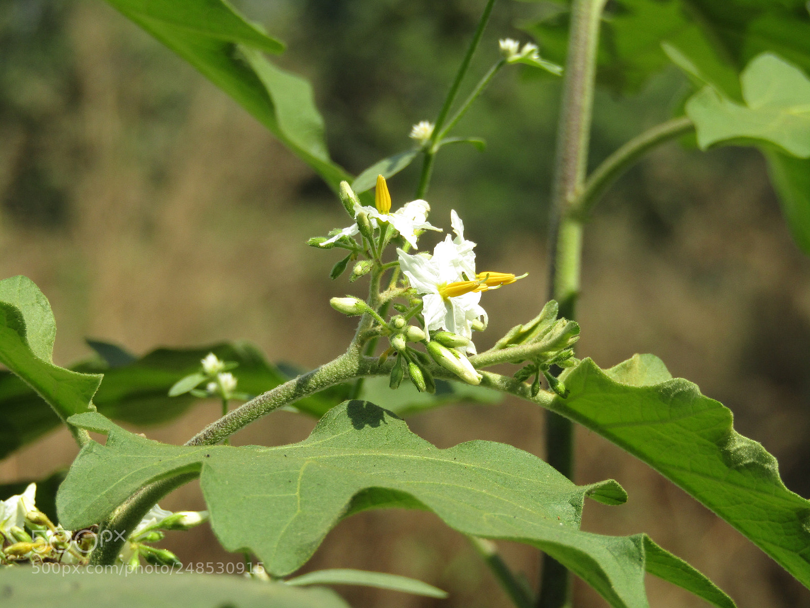 Canon POWERSHOT SX430 IS sample photo. Img photography