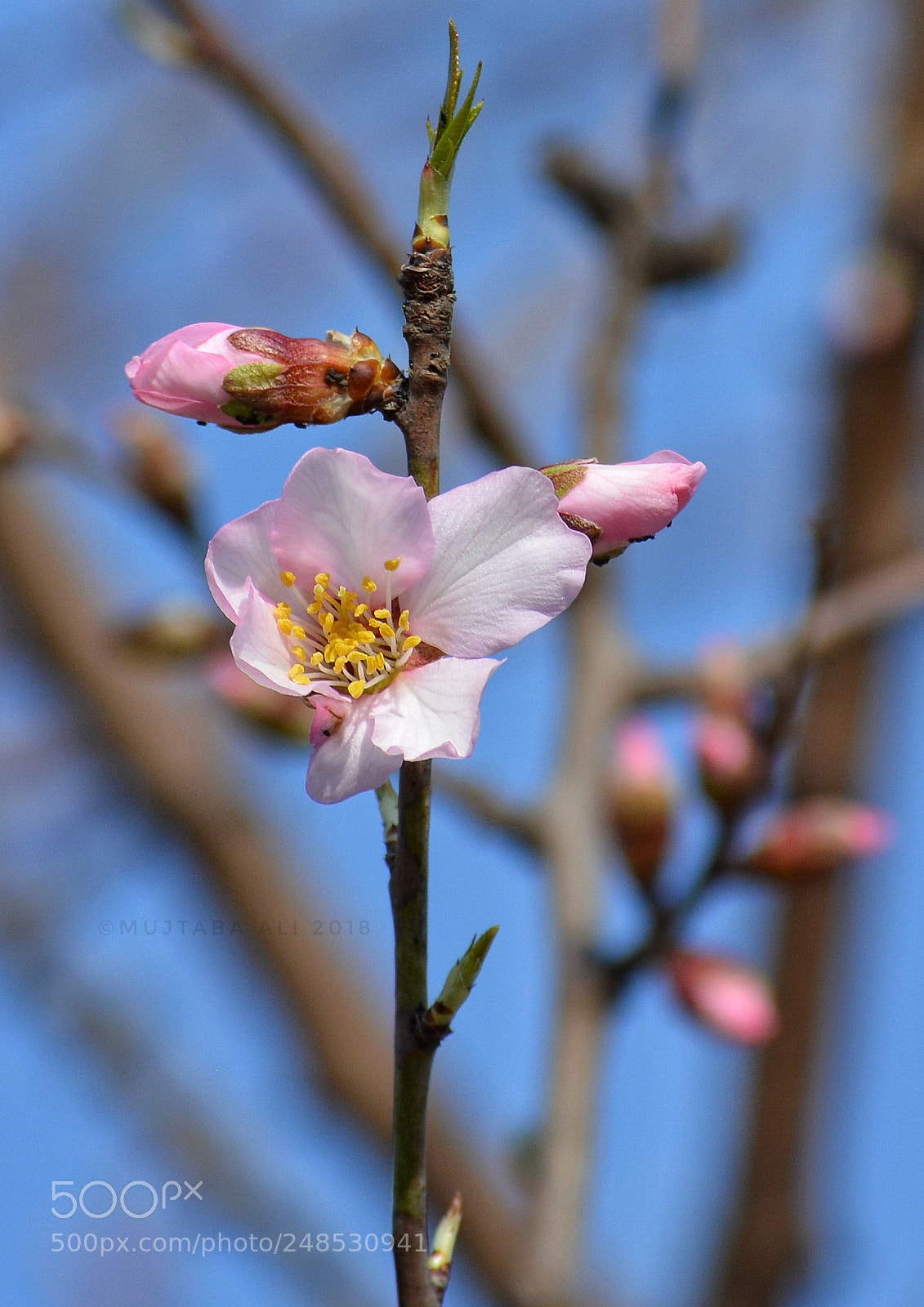 Nikon D5200 sample photo. Untitled photography