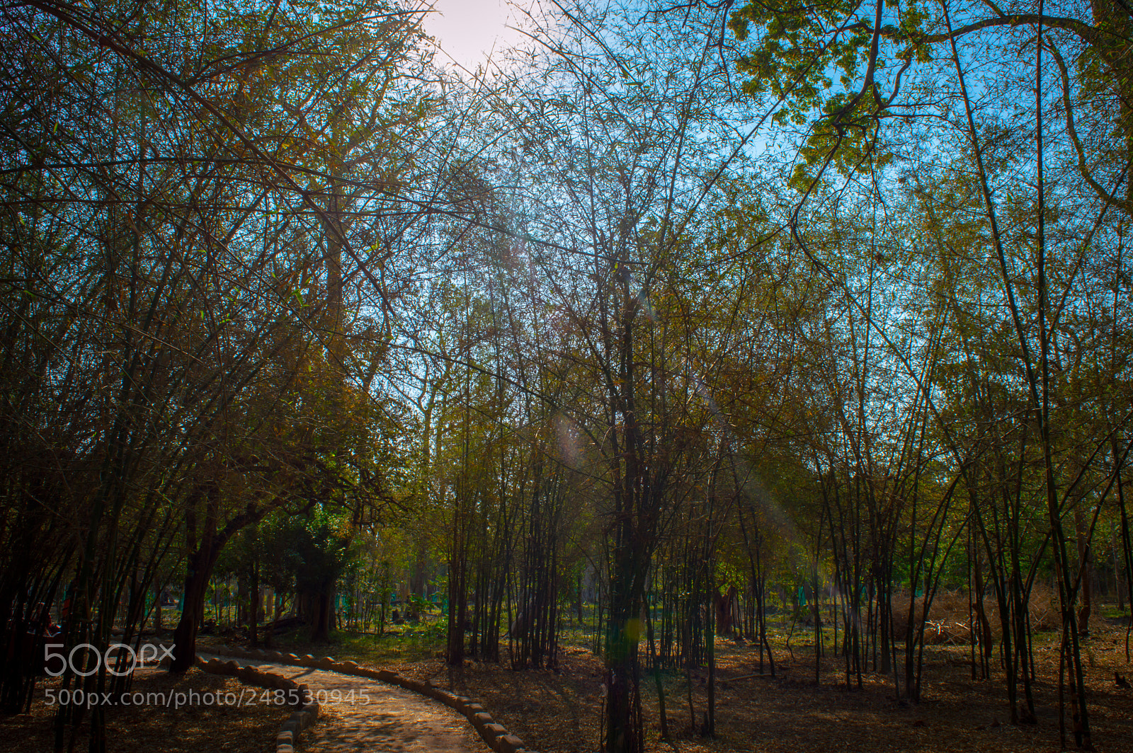 Nikon D3200 sample photo. Woods photography