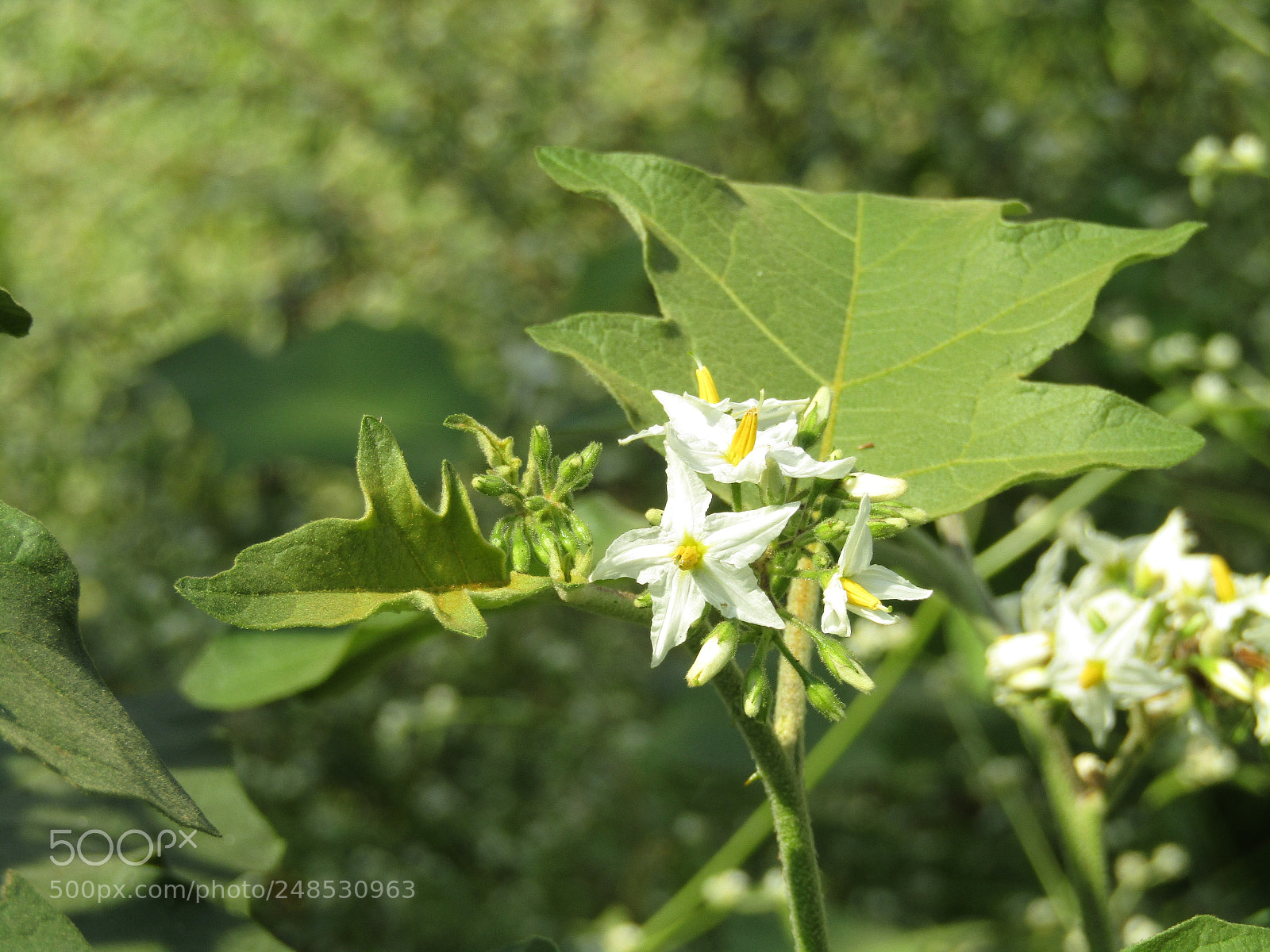 Canon POWERSHOT SX430 IS sample photo. Img photography