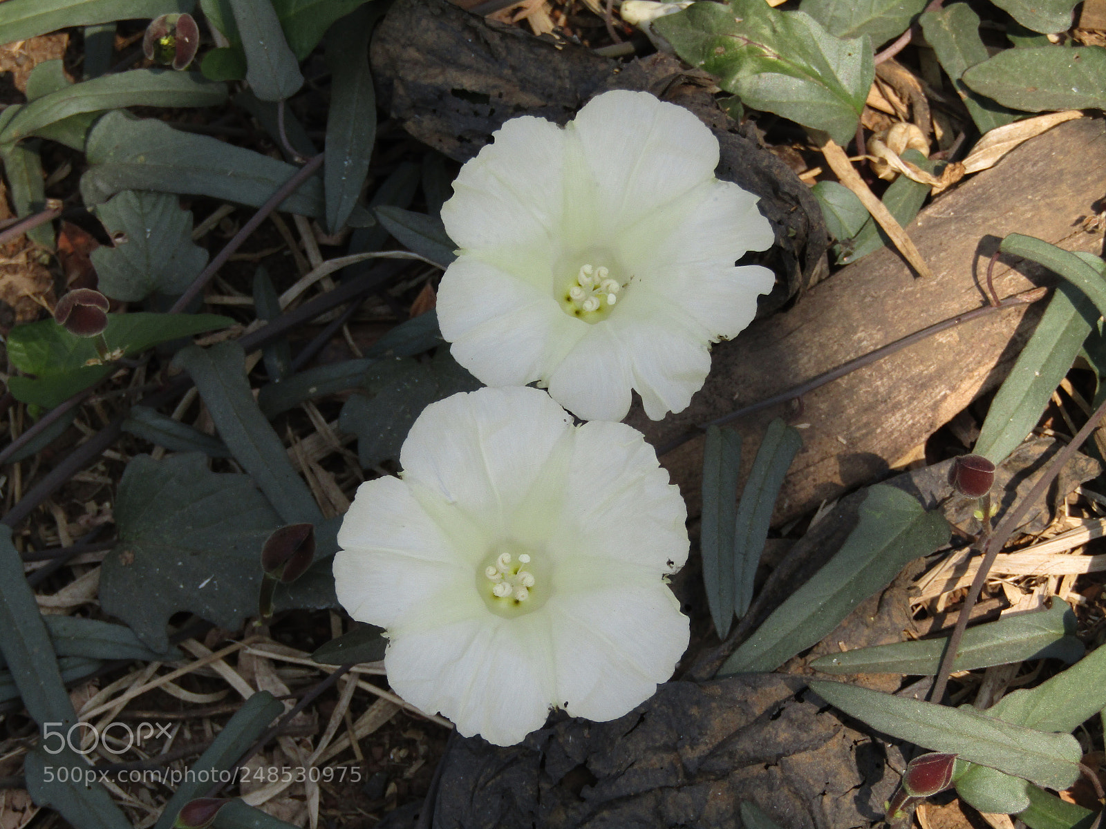 Canon POWERSHOT SX430 IS sample photo. Img photography
