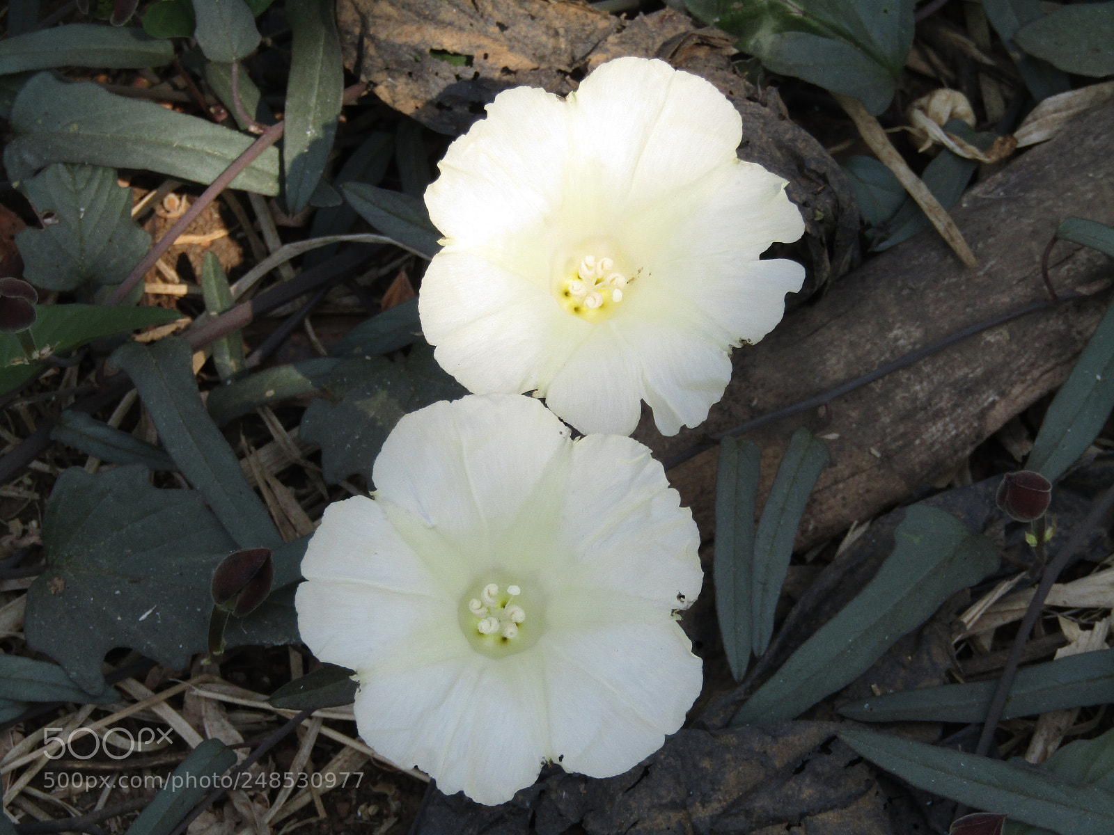 Canon POWERSHOT SX430 IS sample photo. Img photography