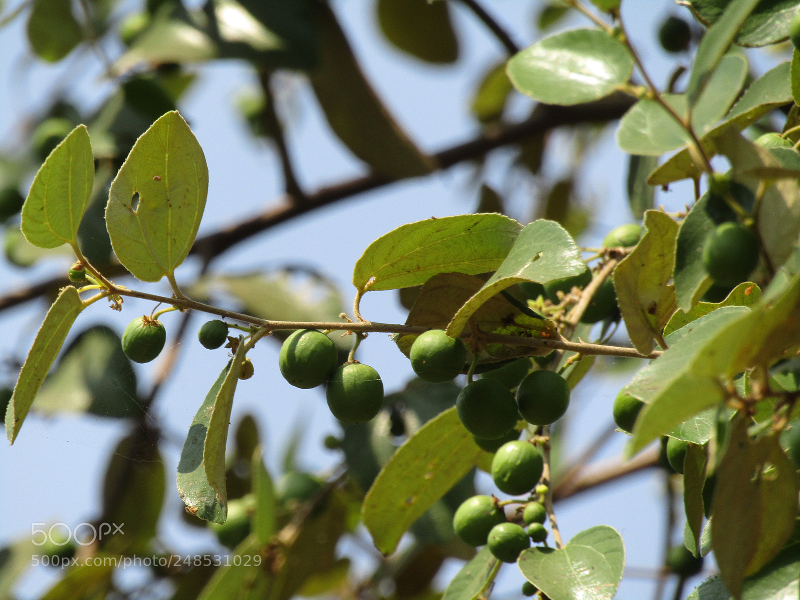 Canon POWERSHOT SX430 IS sample photo. Green fruits of ziziphus photography