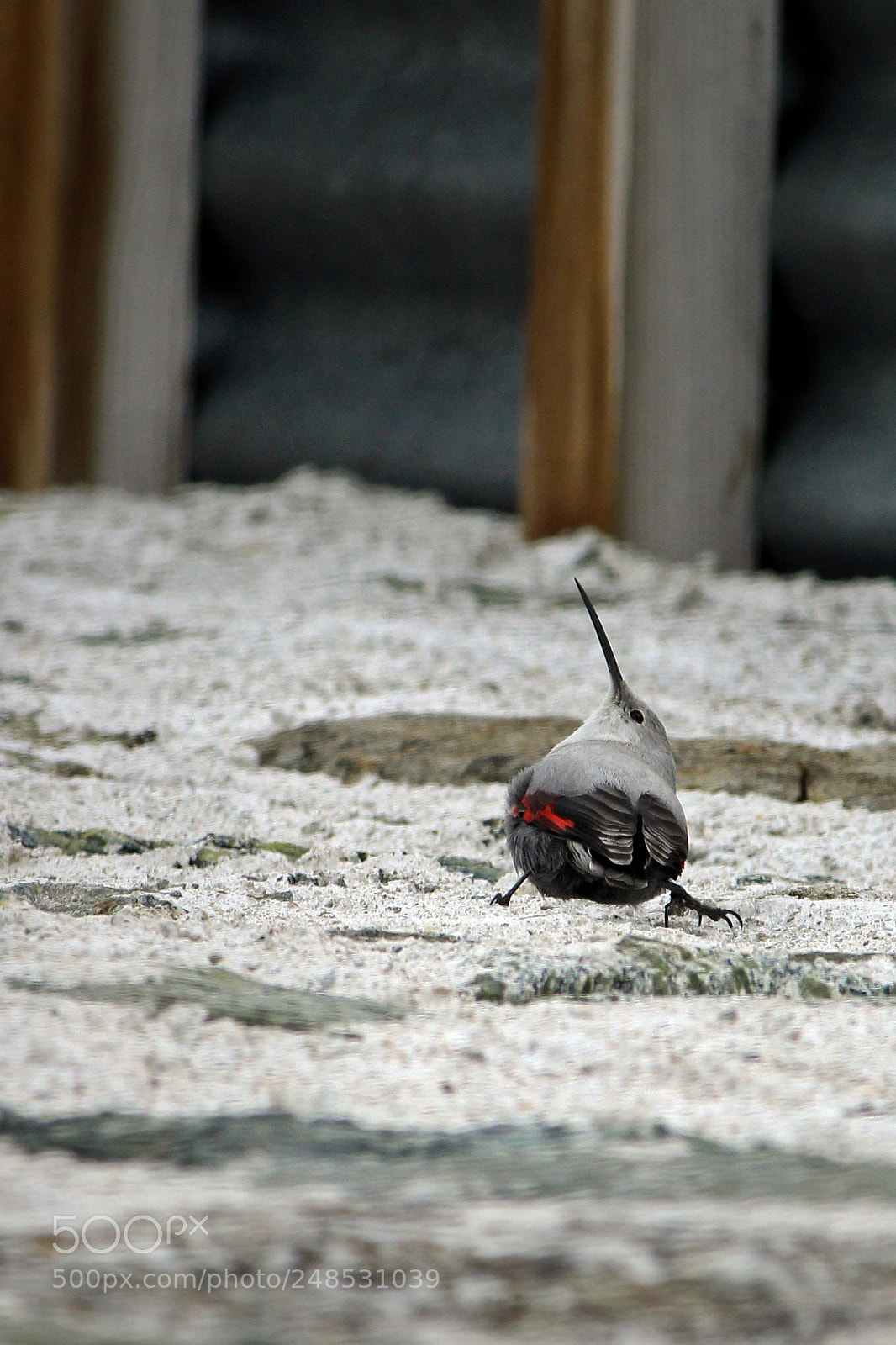 Canon EOS 700D (EOS Rebel T5i / EOS Kiss X7i) sample photo. Tichodroma muraria photography