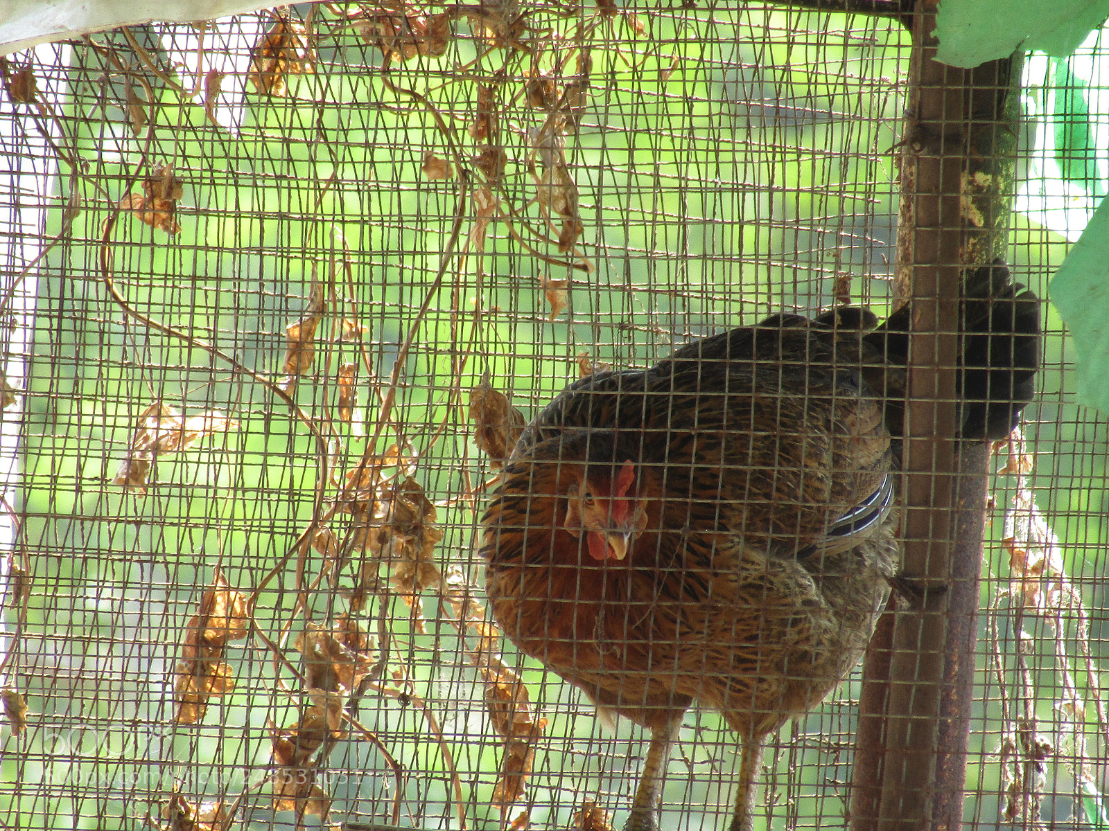 Canon POWERSHOT SX430 IS sample photo. Image of white hen photography