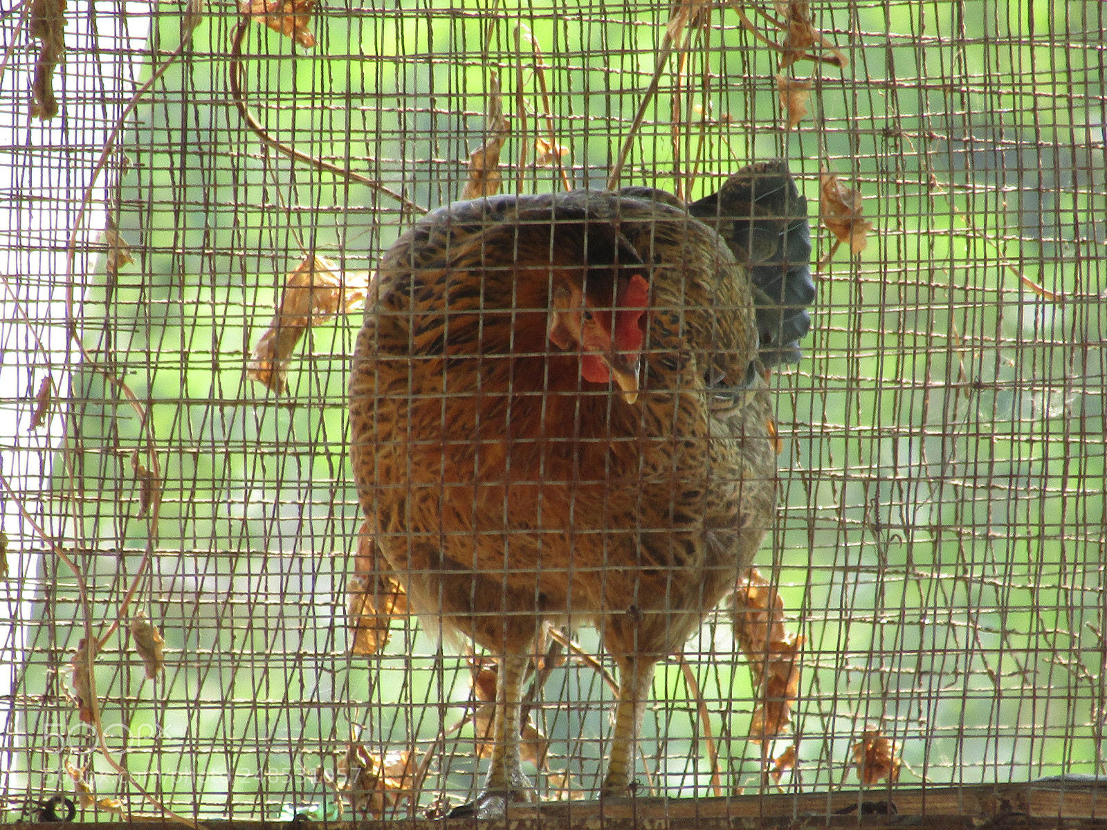Canon POWERSHOT SX430 IS sample photo. Hens feed on the photography