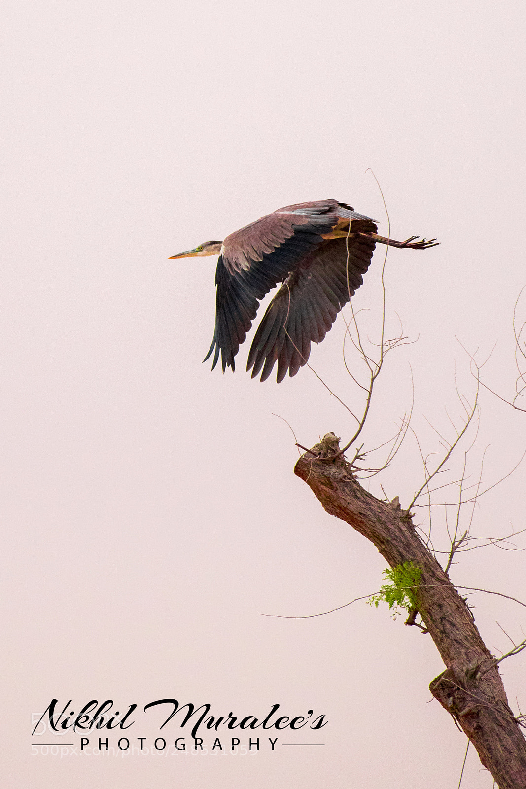 Nikon D5300 sample photo. Bird watching photography