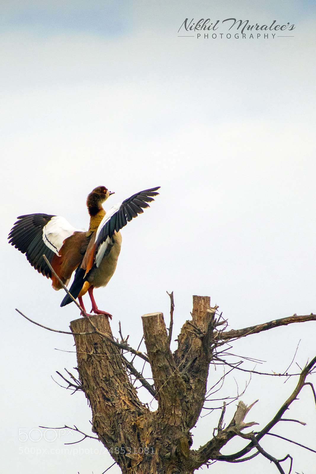 Nikon D5300 sample photo. Bird watching photography