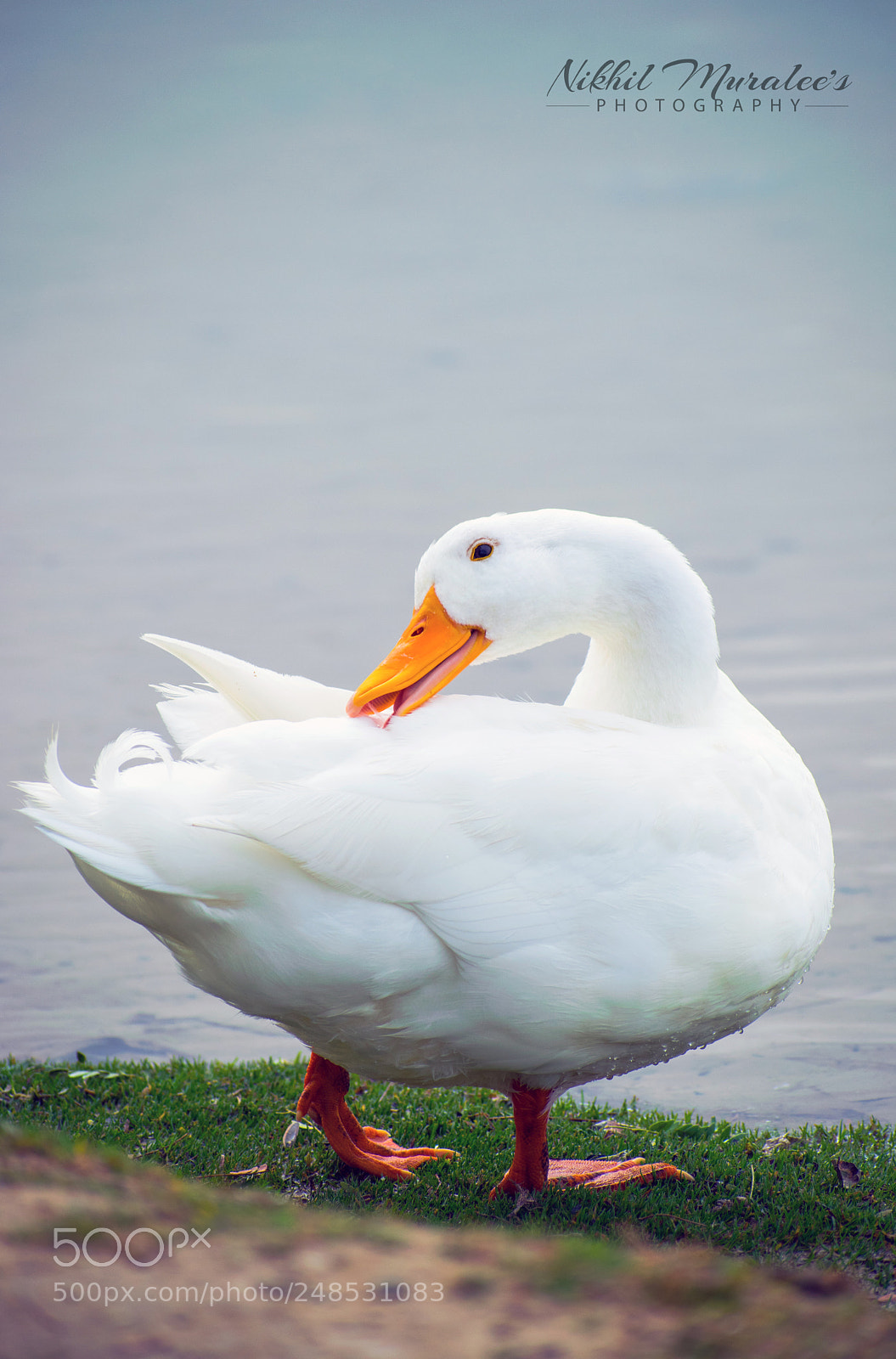 Nikon D5300 sample photo. Bird watching photography