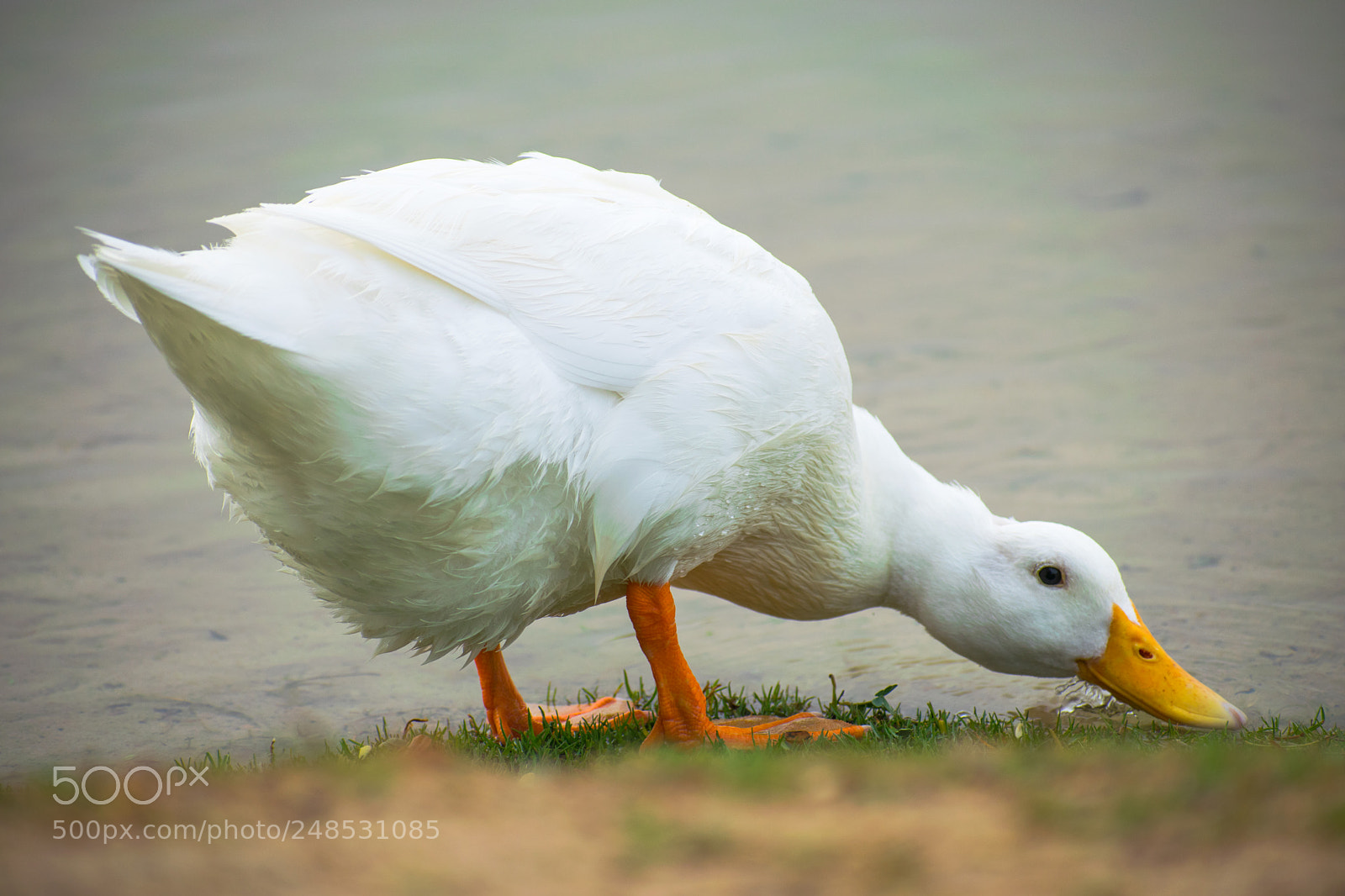 Nikon D5300 sample photo. Bird watching photography