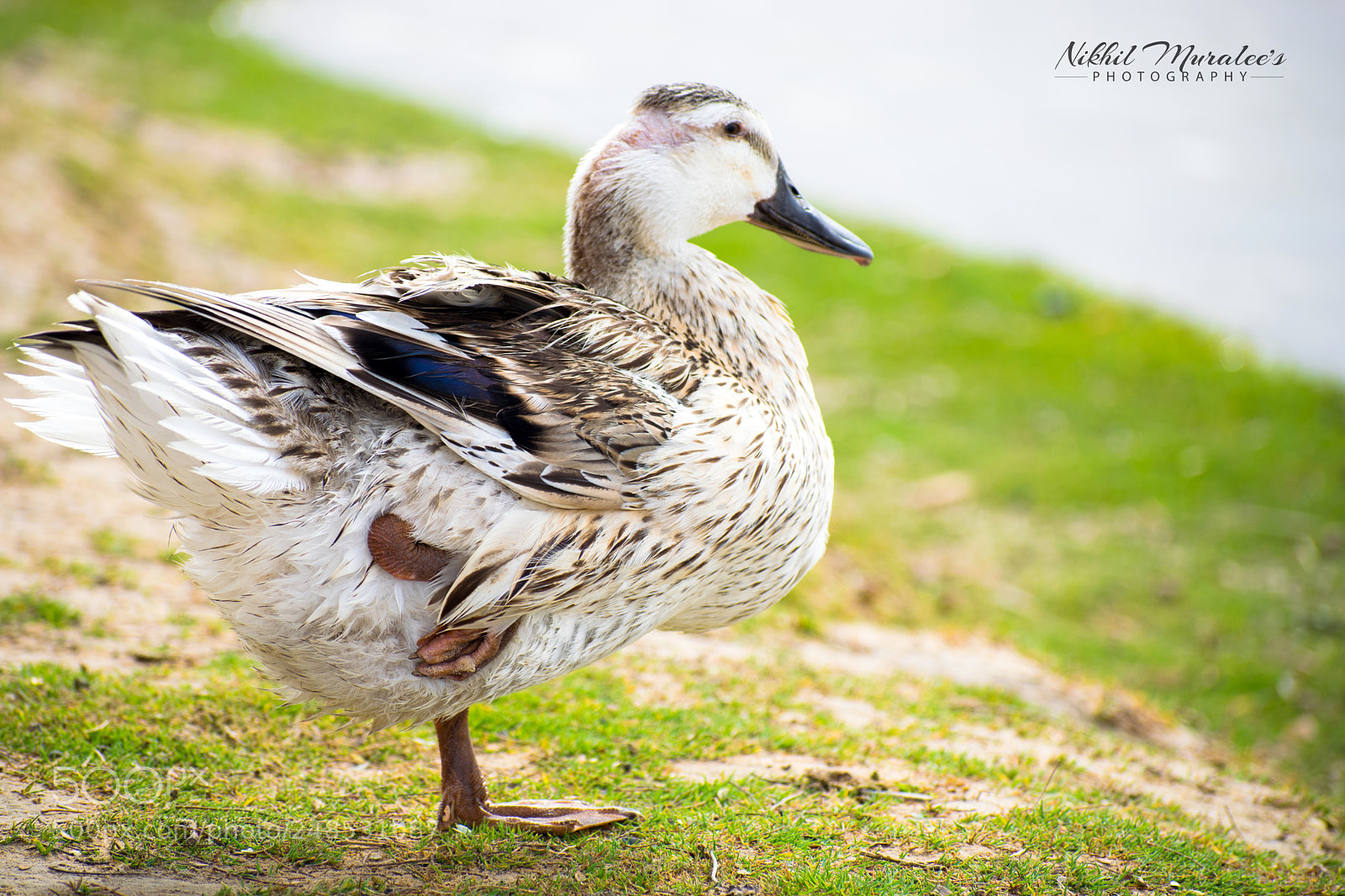 Nikon D5300 sample photo. Bird watching photography