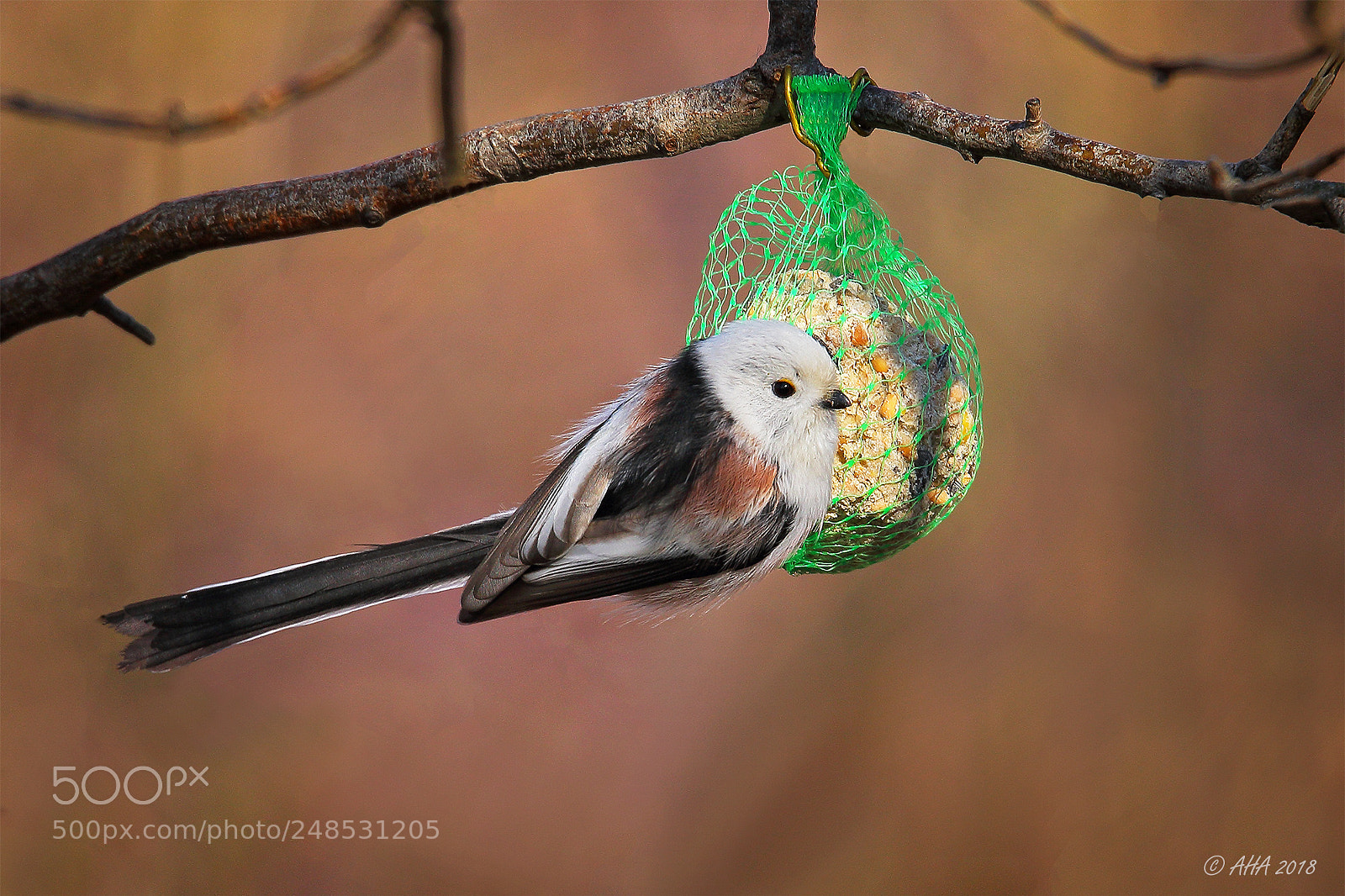 Canon EOS 7D Mark II sample photo. Long tailled tit photography
