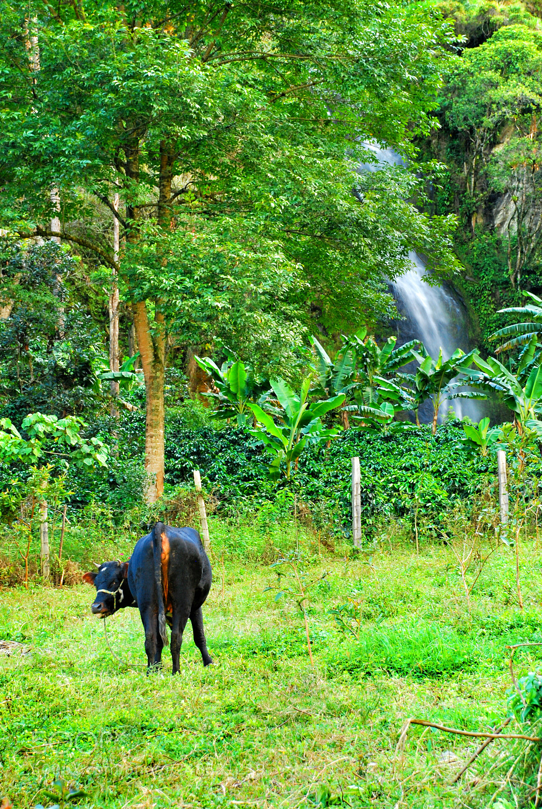Nikon D80 sample photo. Untitled photography