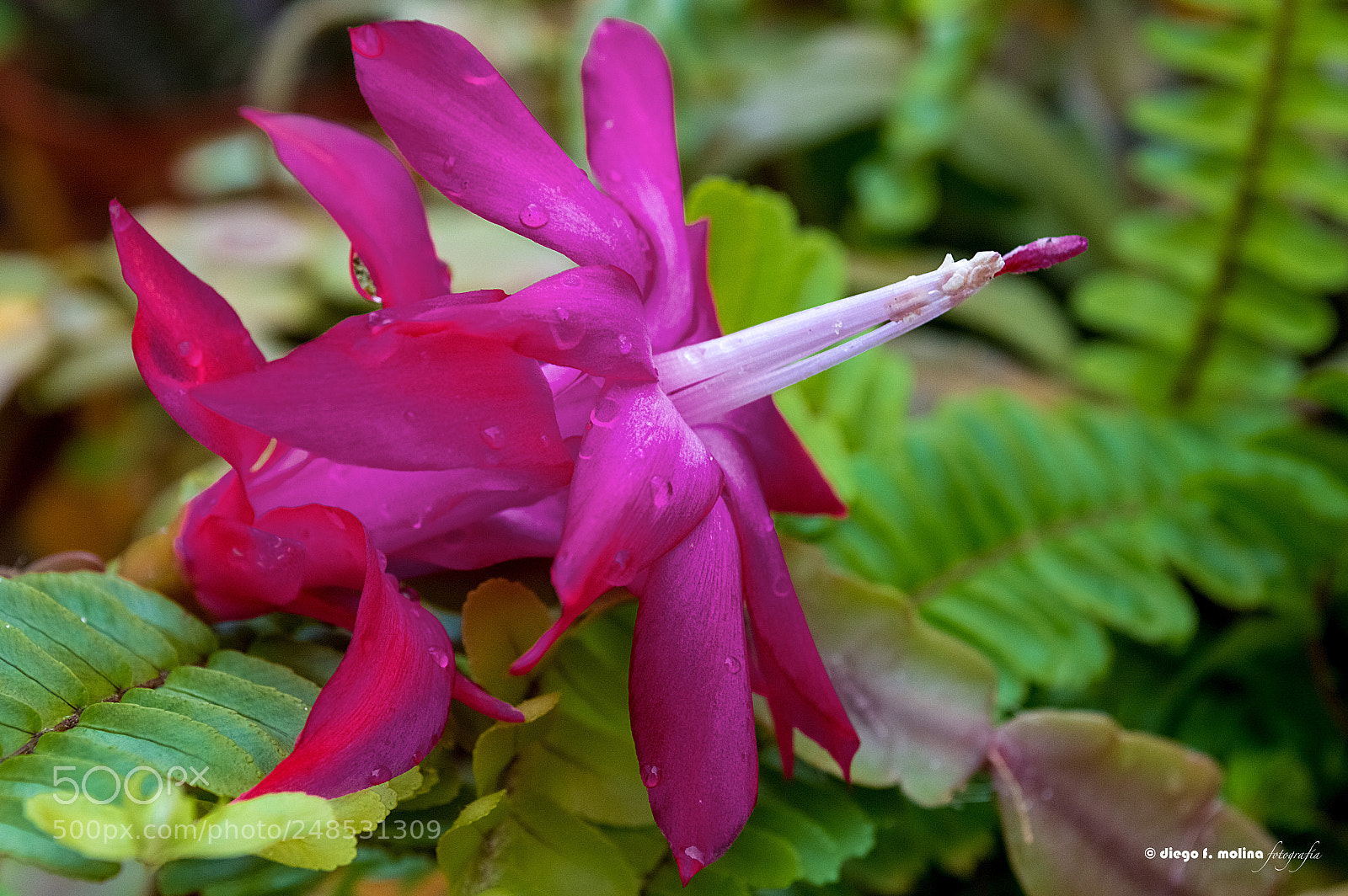 Nikon D3200 sample photo. Flor de cactus tras photography