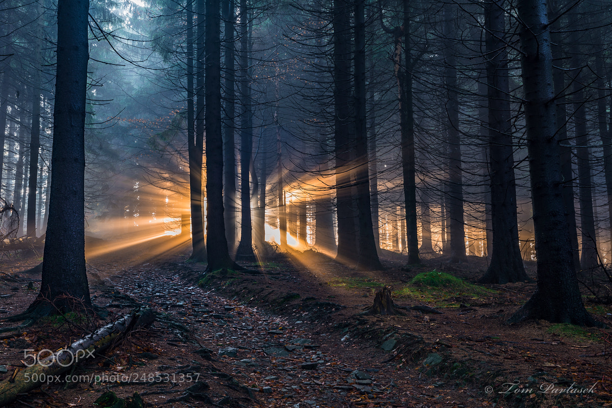 Nikon D600 sample photo. Spruce forest with sun photography