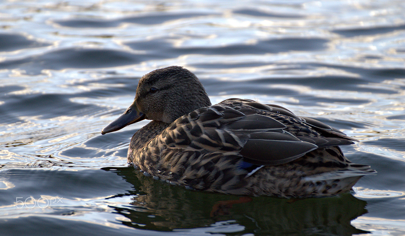 Canon EOS 77D (EOS 9000D / EOS 770D) sample photo. Duck photography