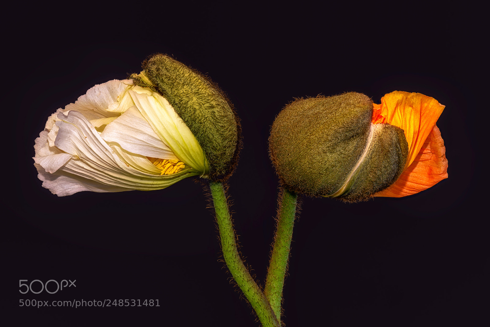 Nikon D810 sample photo. Unfolding two photography